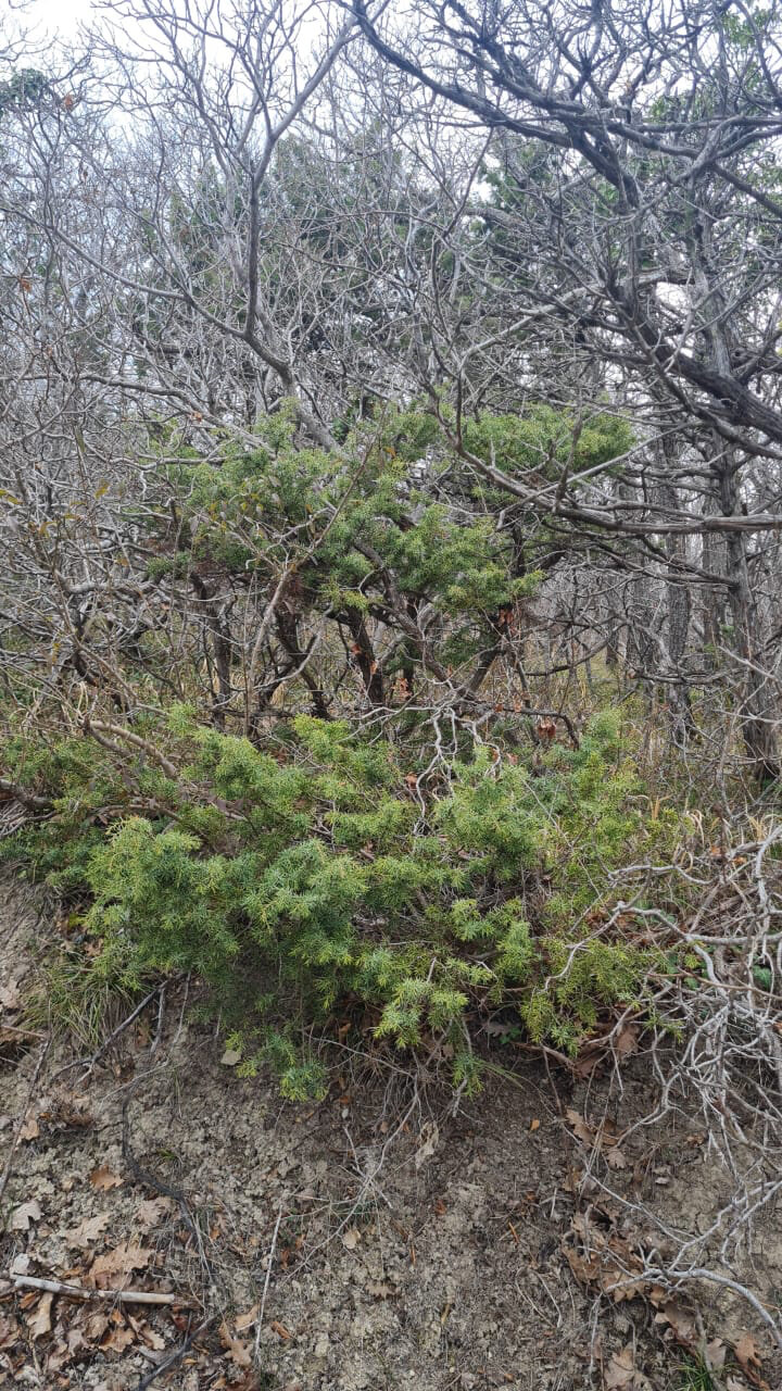 Фото Заповедный коттедж