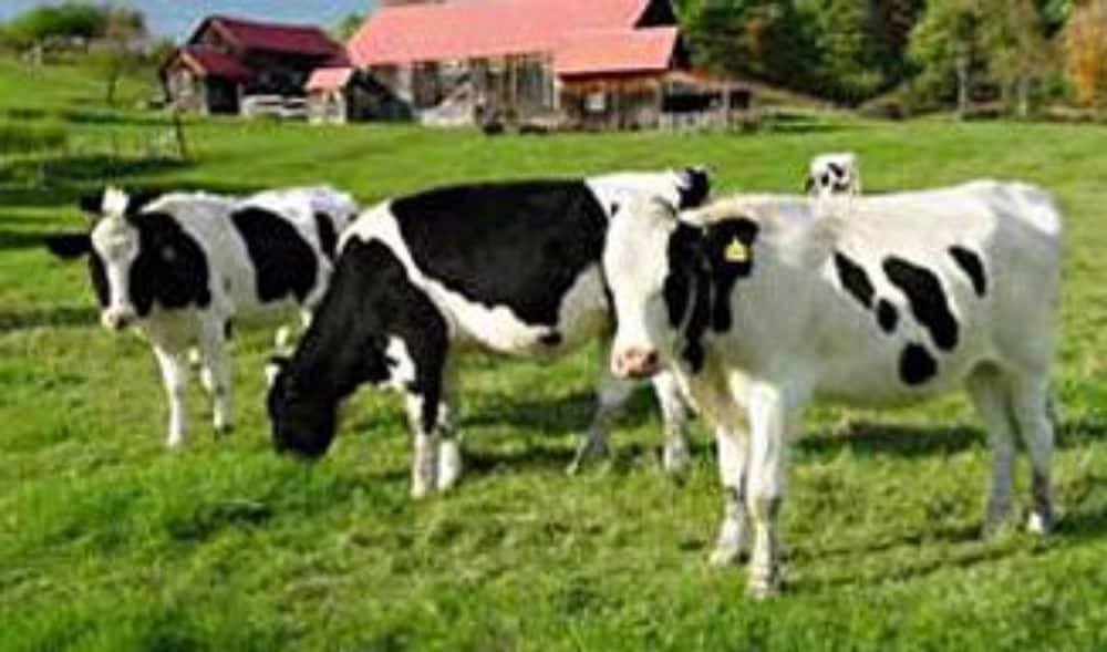 Фото Arlington's West Mountain Inn