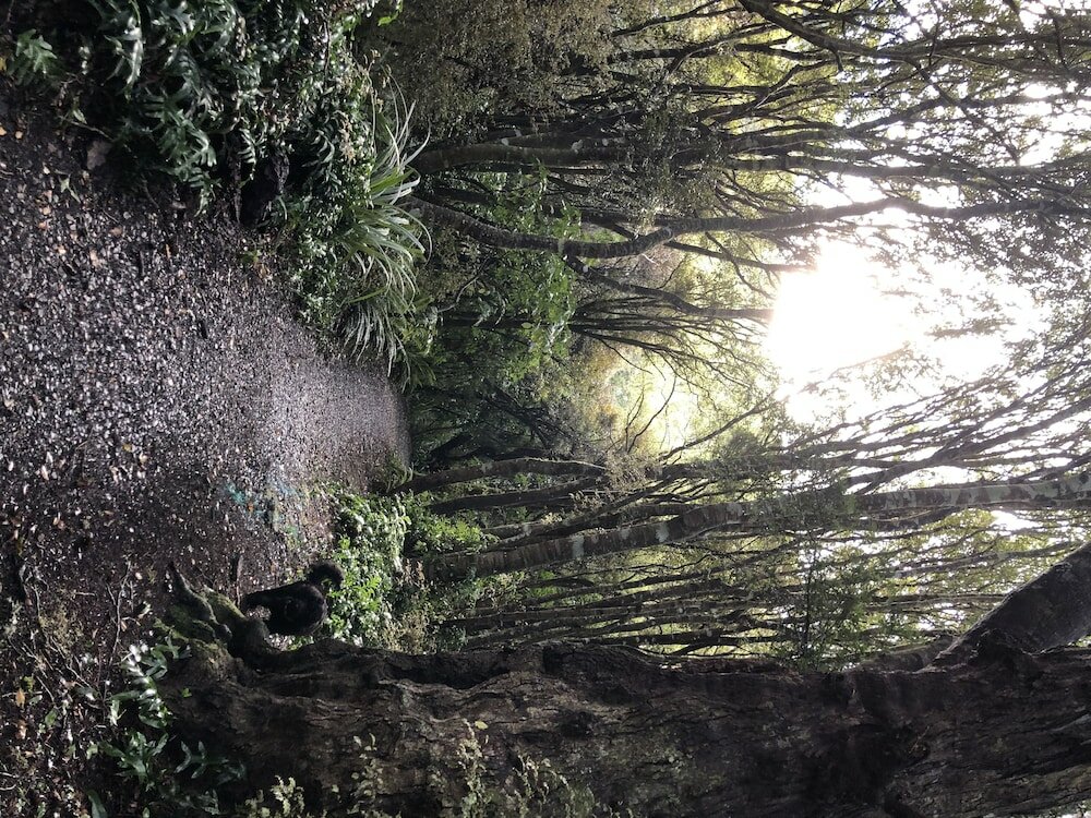 Фото The Kaka Point Motels