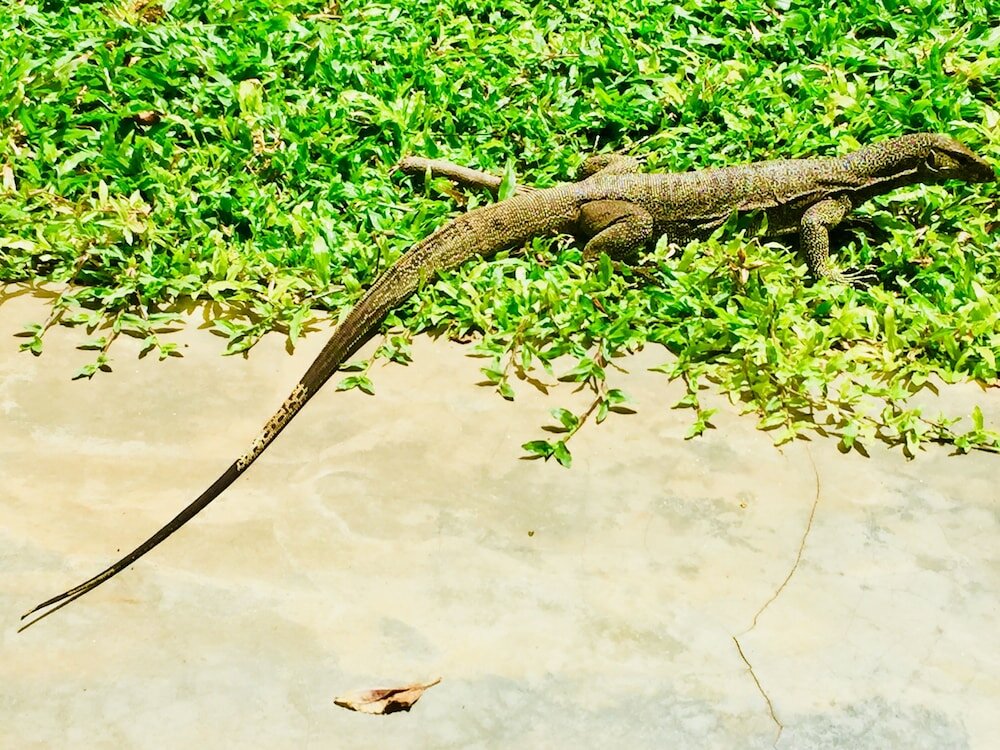 Фото Saman Resort