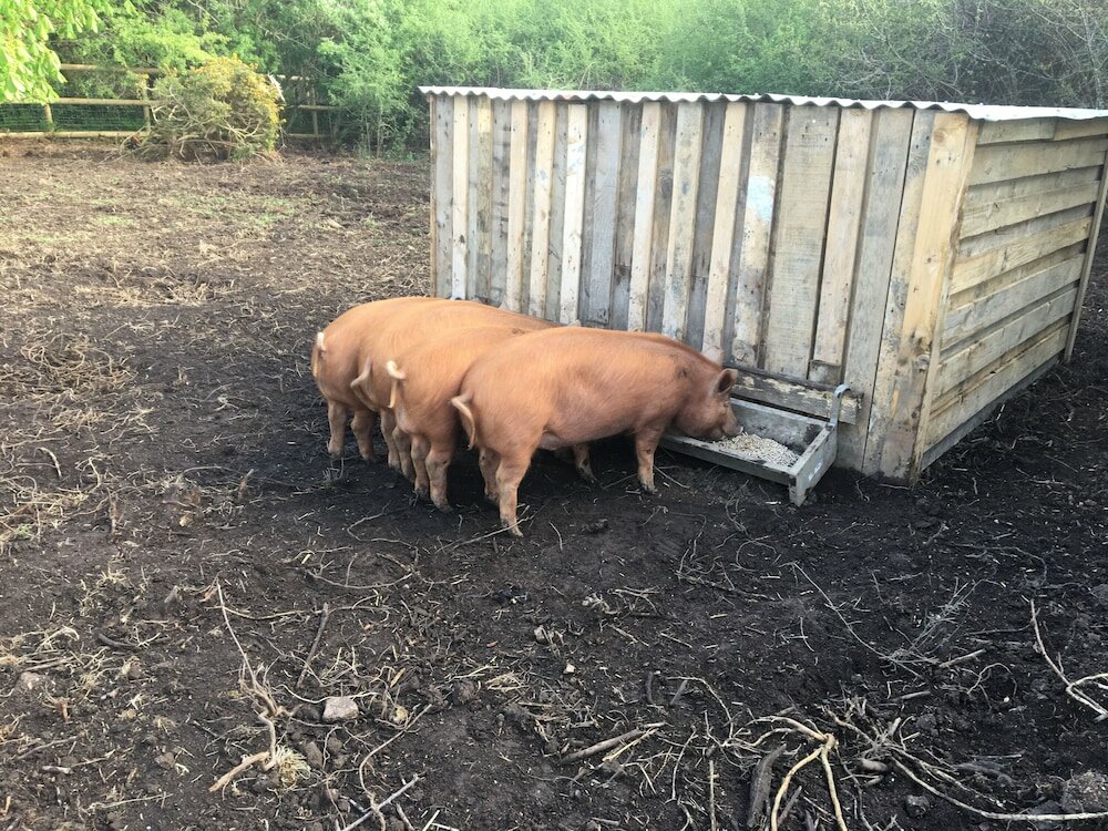 Фото Higher Trenear Farm