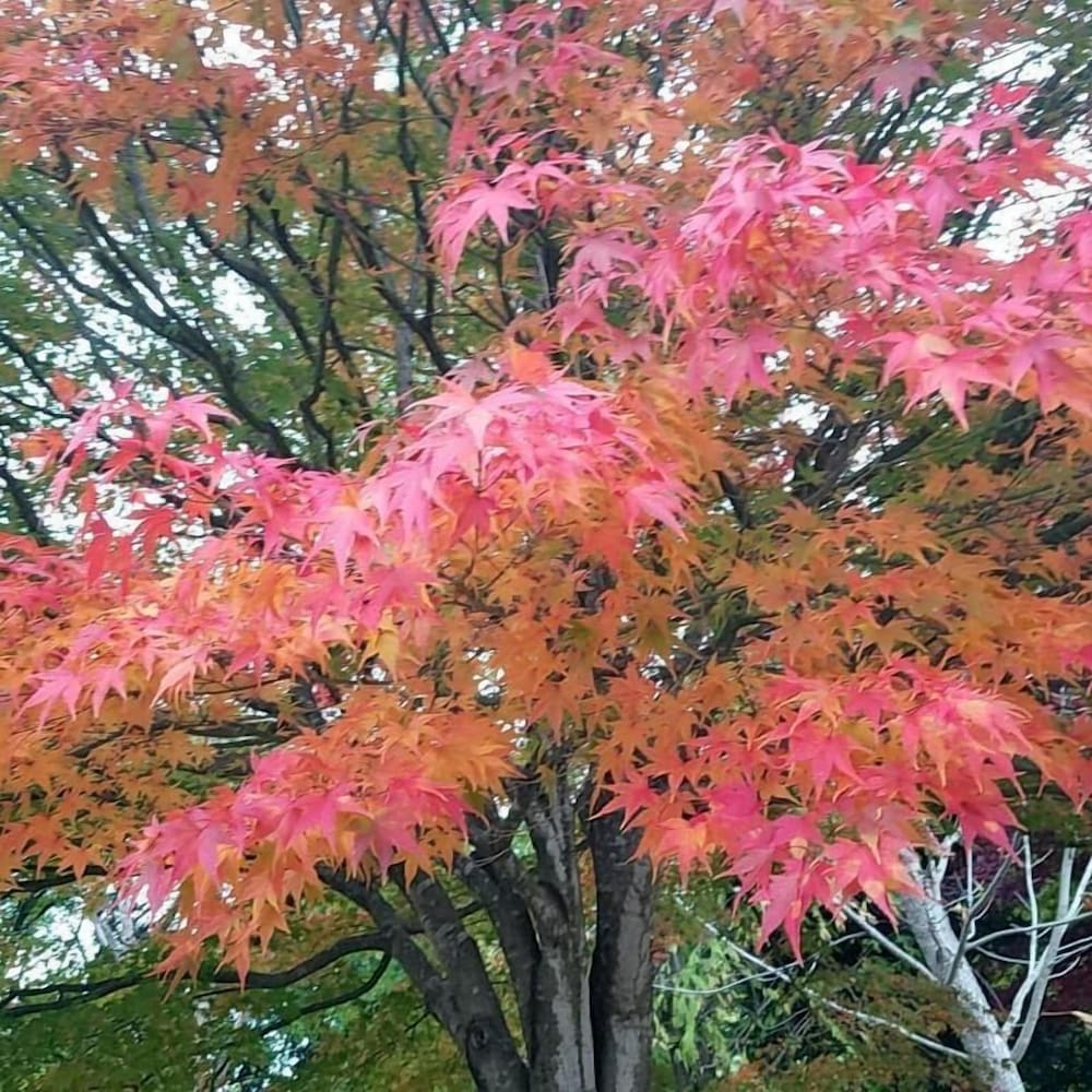 Фото Guesthouse-Lahar- Hostel