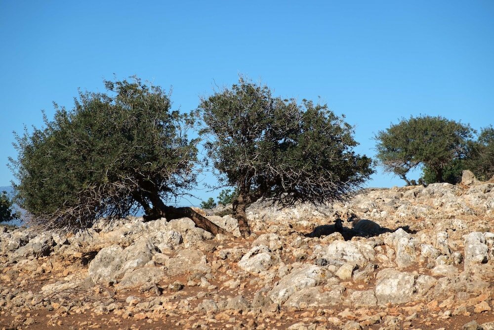 Фото Gorgeous Stone Cottage by the sea