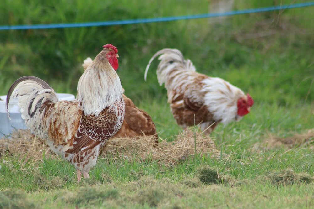 Фото Dartmoor Reach Alpaca Farm