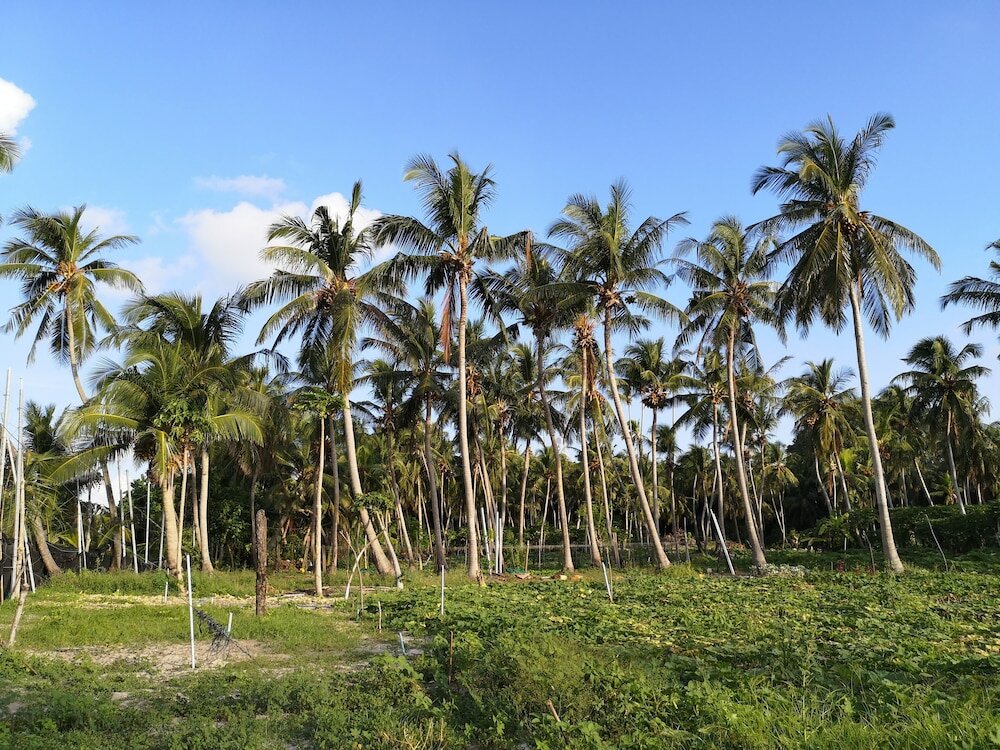 Фото Thila Farm View Guest House