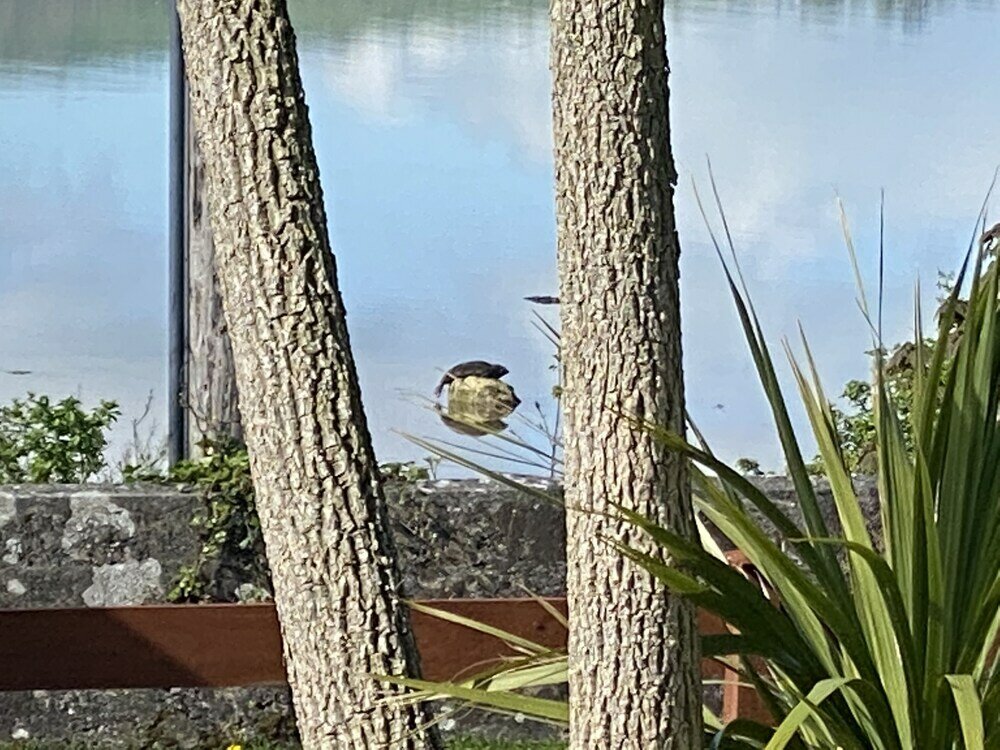 Фото Seaview Cottage on the Island