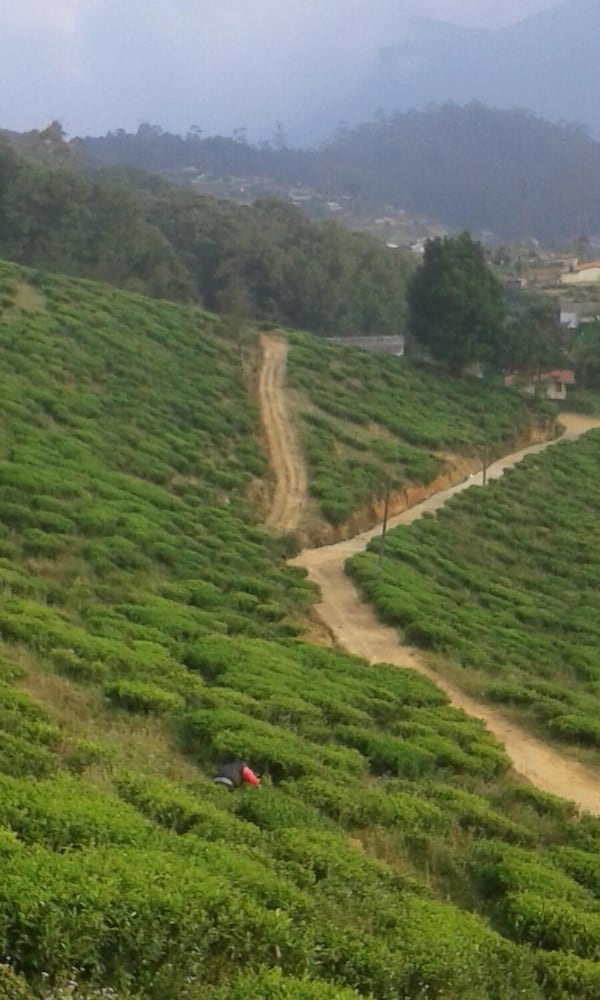 Фото Kirula Green Hotel