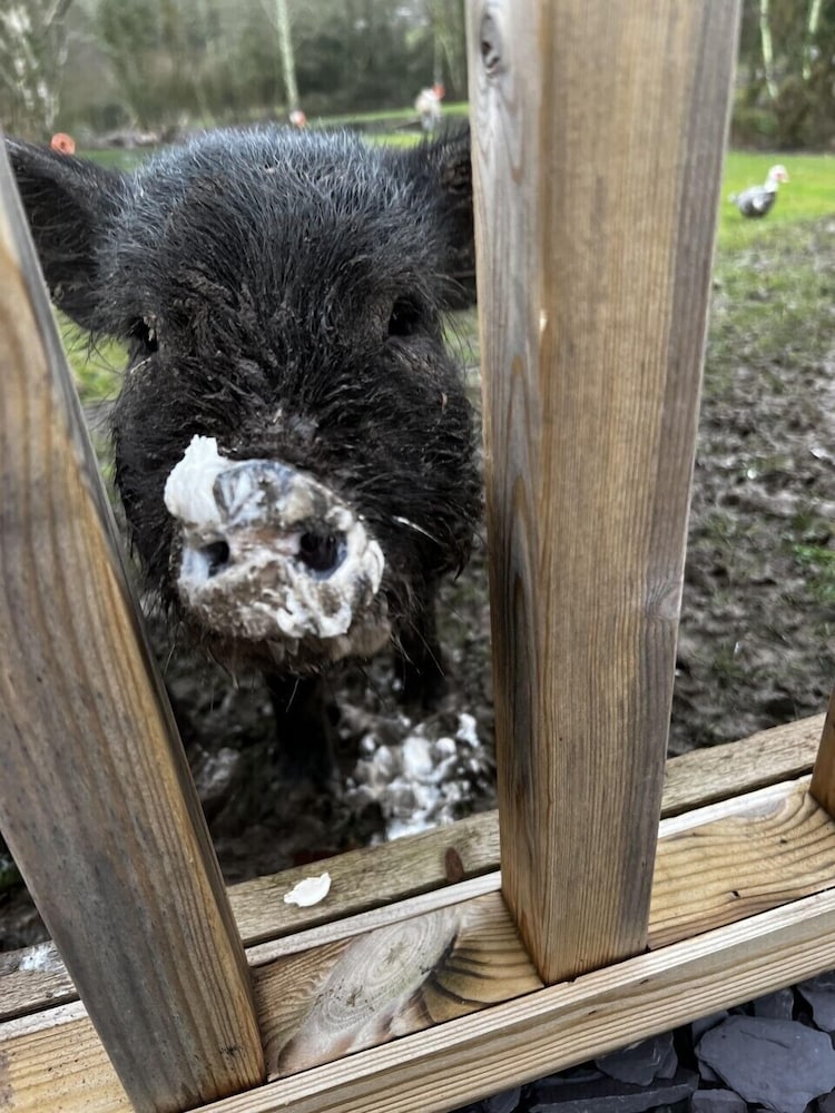 Фото Jungle Book Safari Tent