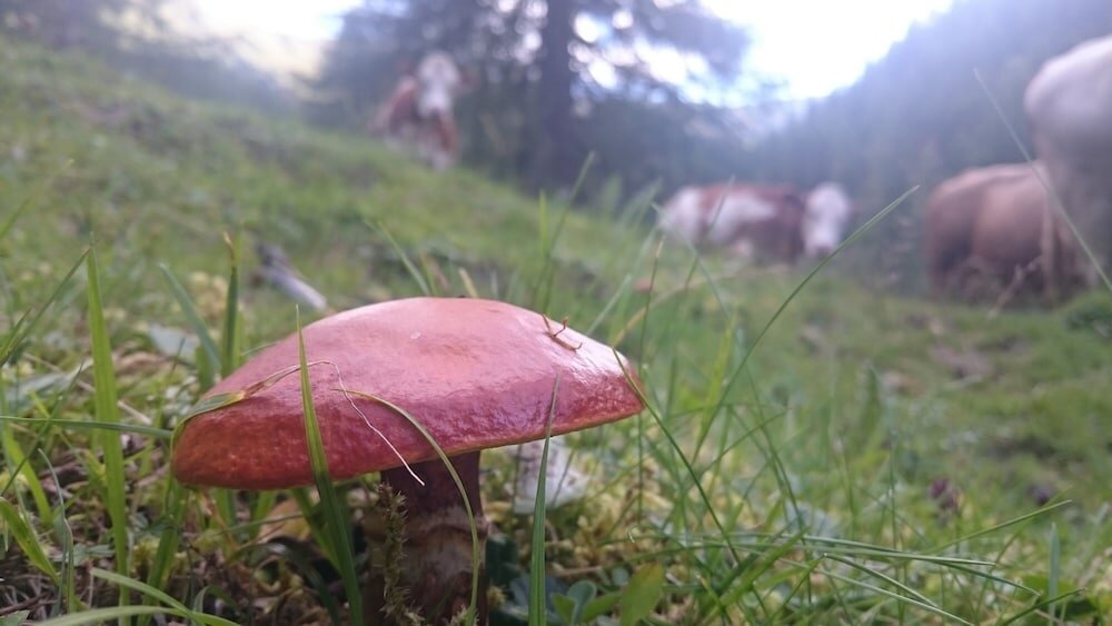 Фото Ferienwohnungen am Berg - Almhütte Alfen