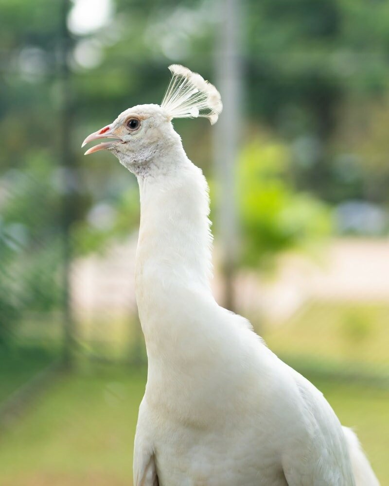 Фото Peacock Beach Resort & SPA