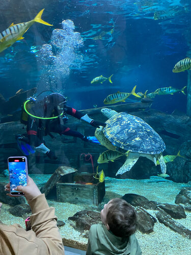 Океанариум Sochi Discovery World Aquarium, Сочи, фото