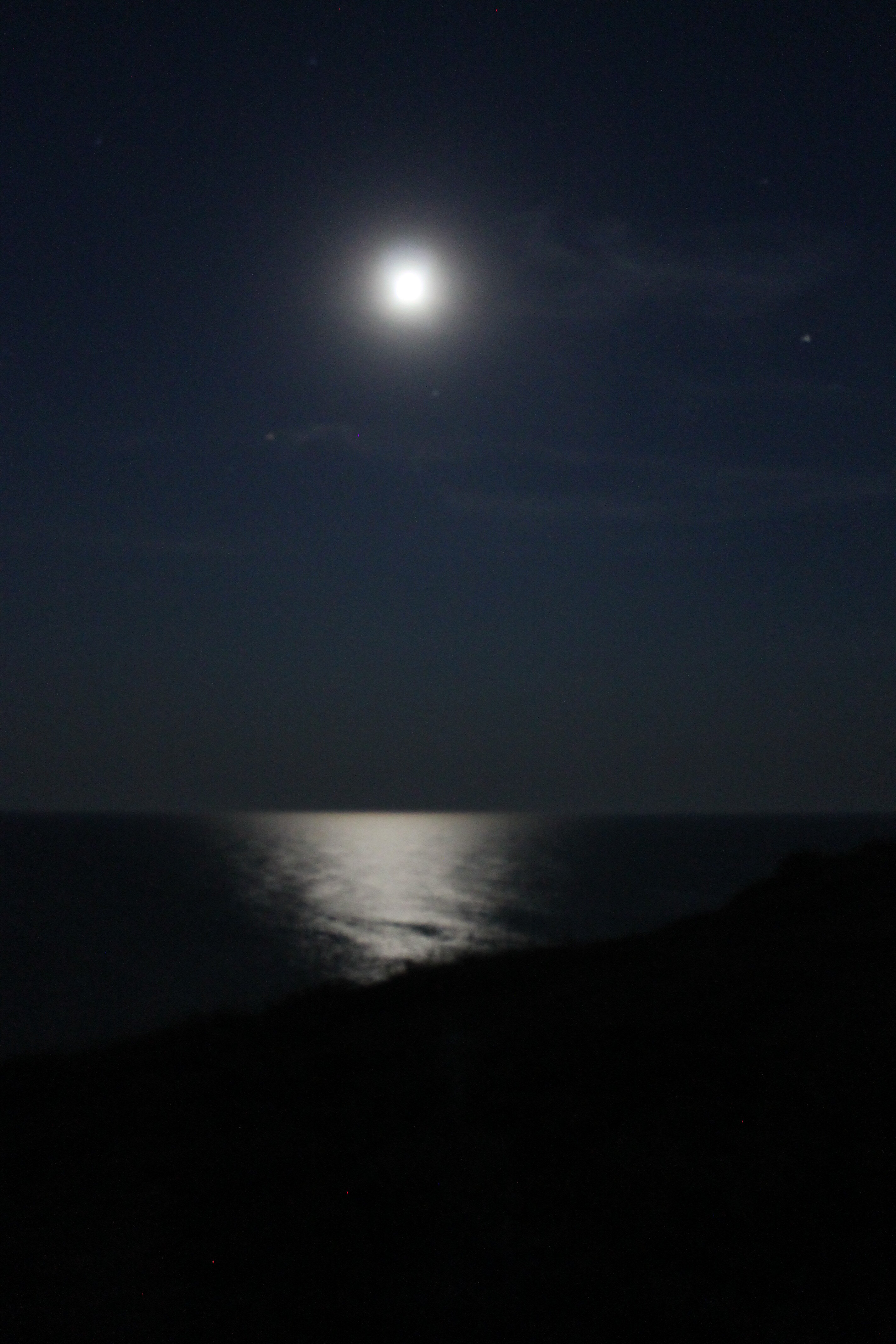 Фото Афалина