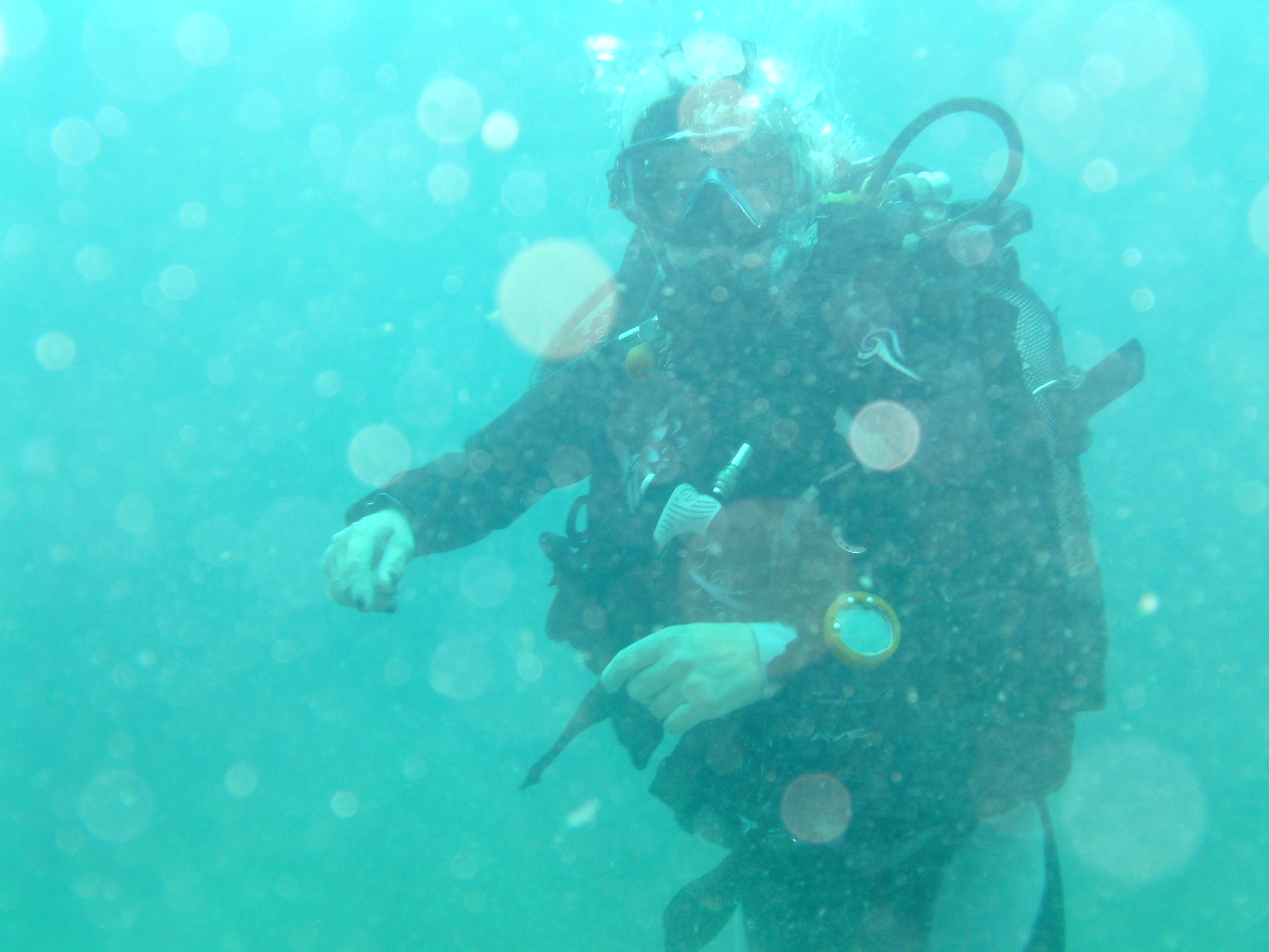 Фото Афалина