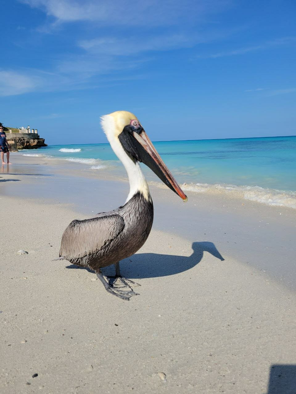 Фото Melia Las Americas