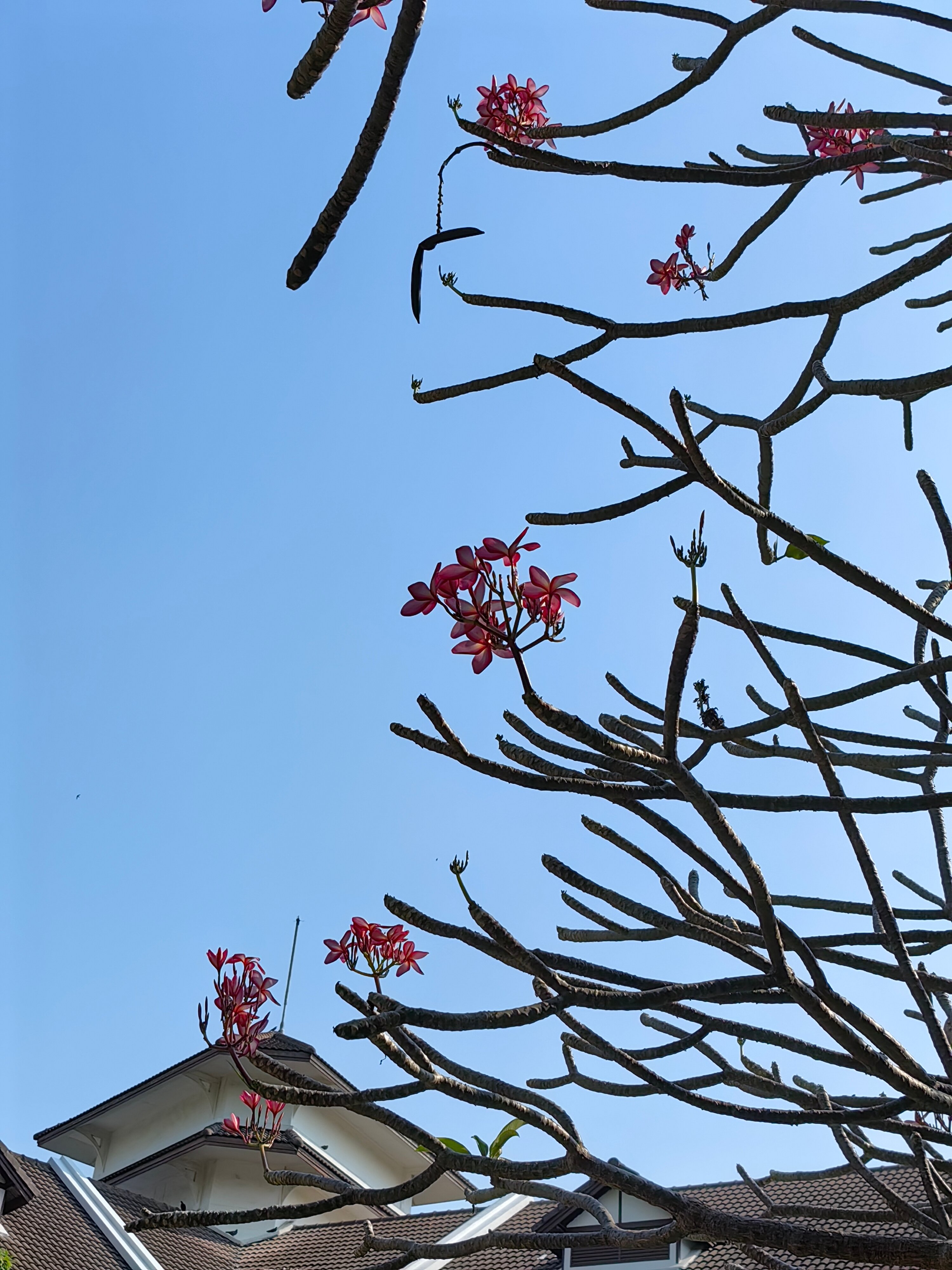 Фото Woodlands Hotel & Resort