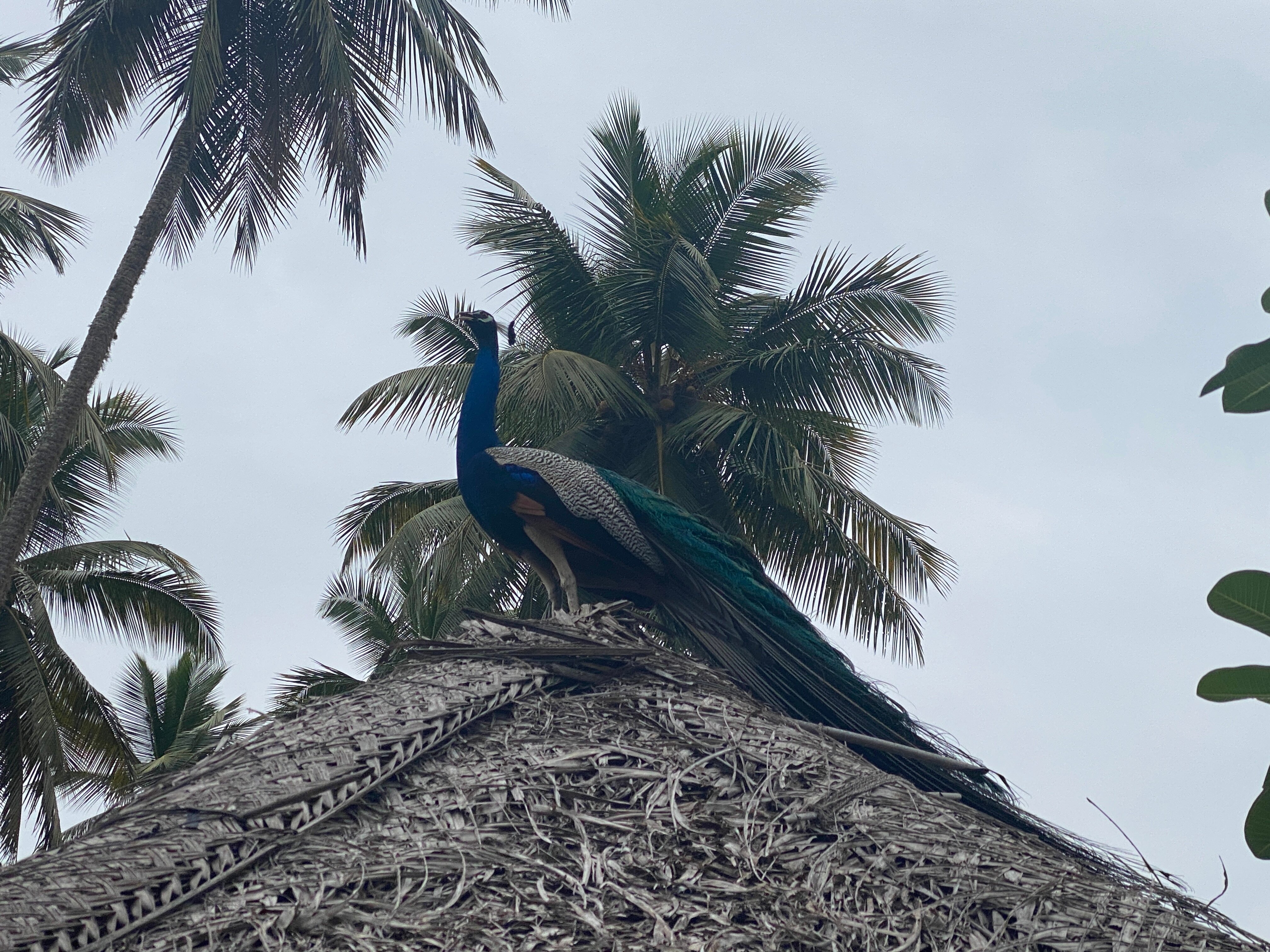 Фото Eva Lanka Hotel