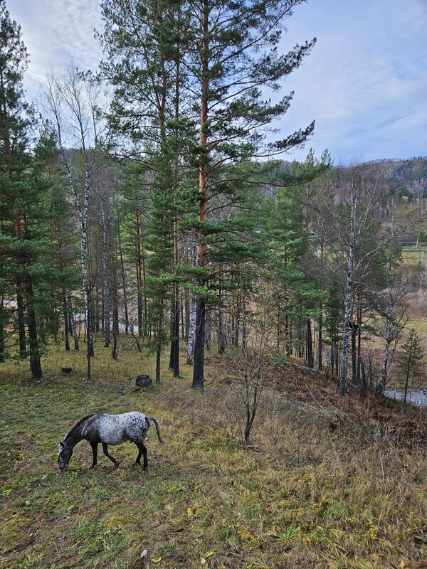 Вдохни Алтай — фото 45