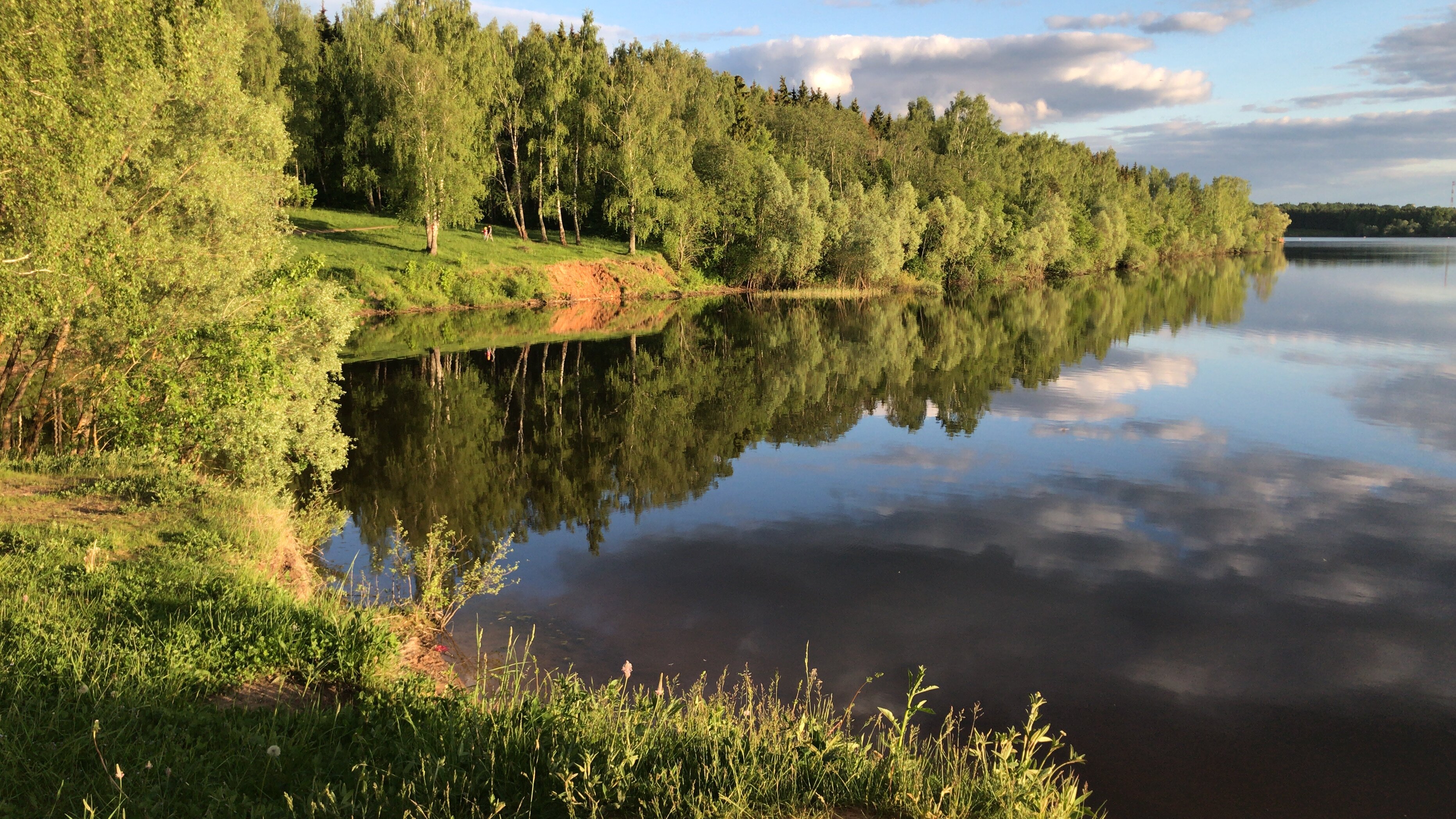 Фото Дельфин