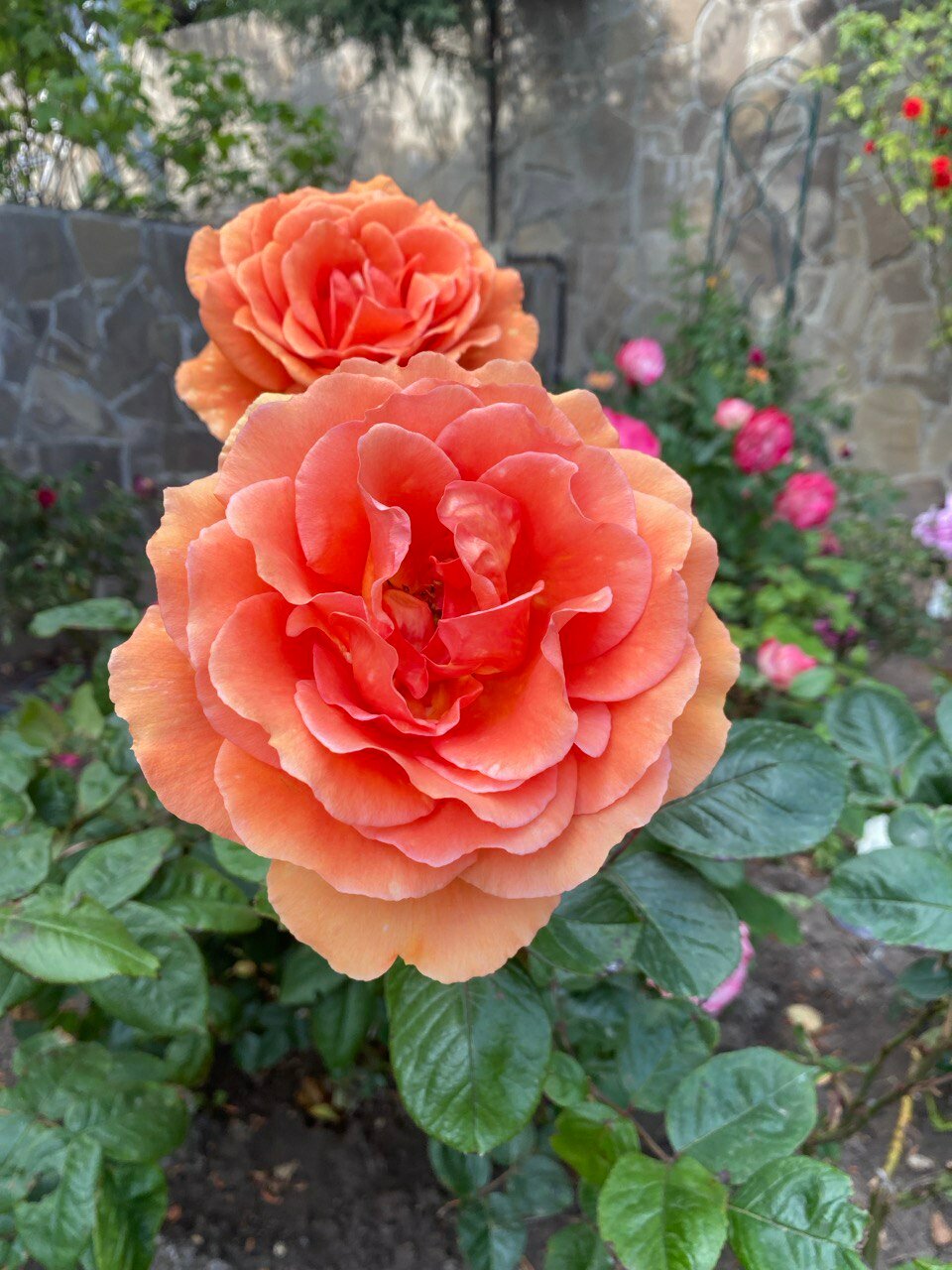 Фото Sineva Del Sol