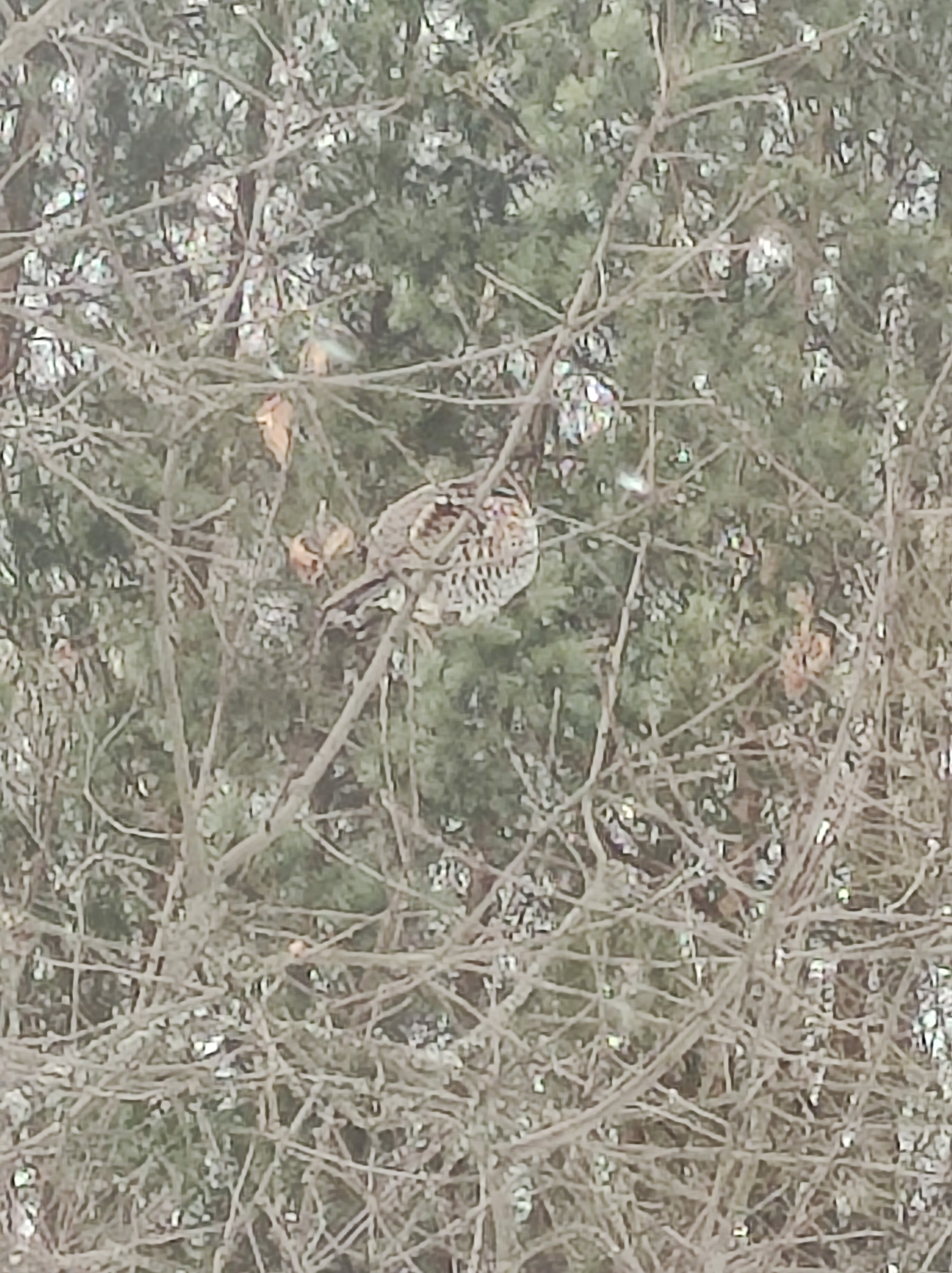 Фото Шепот Леса