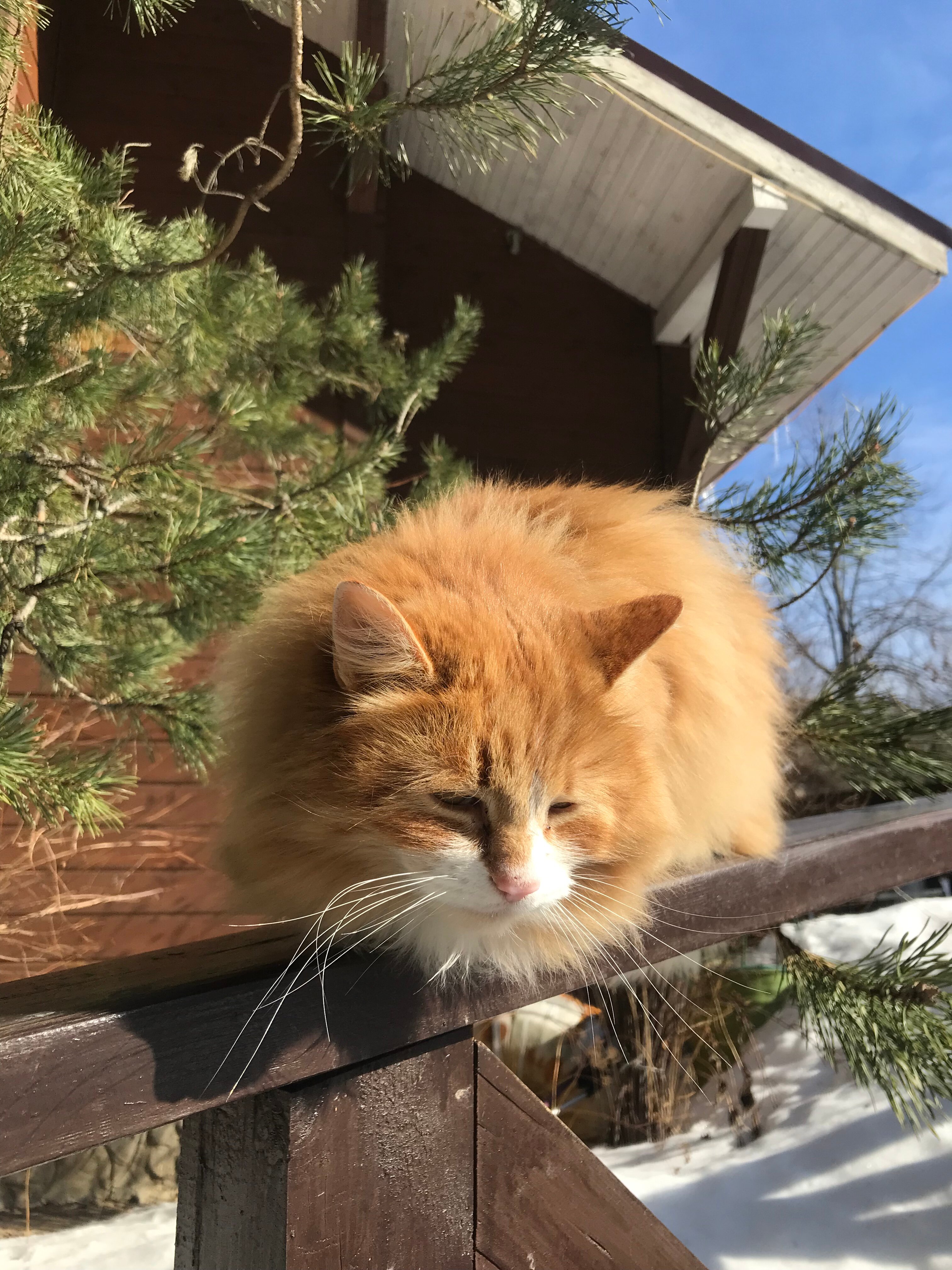 Фото Green forest
