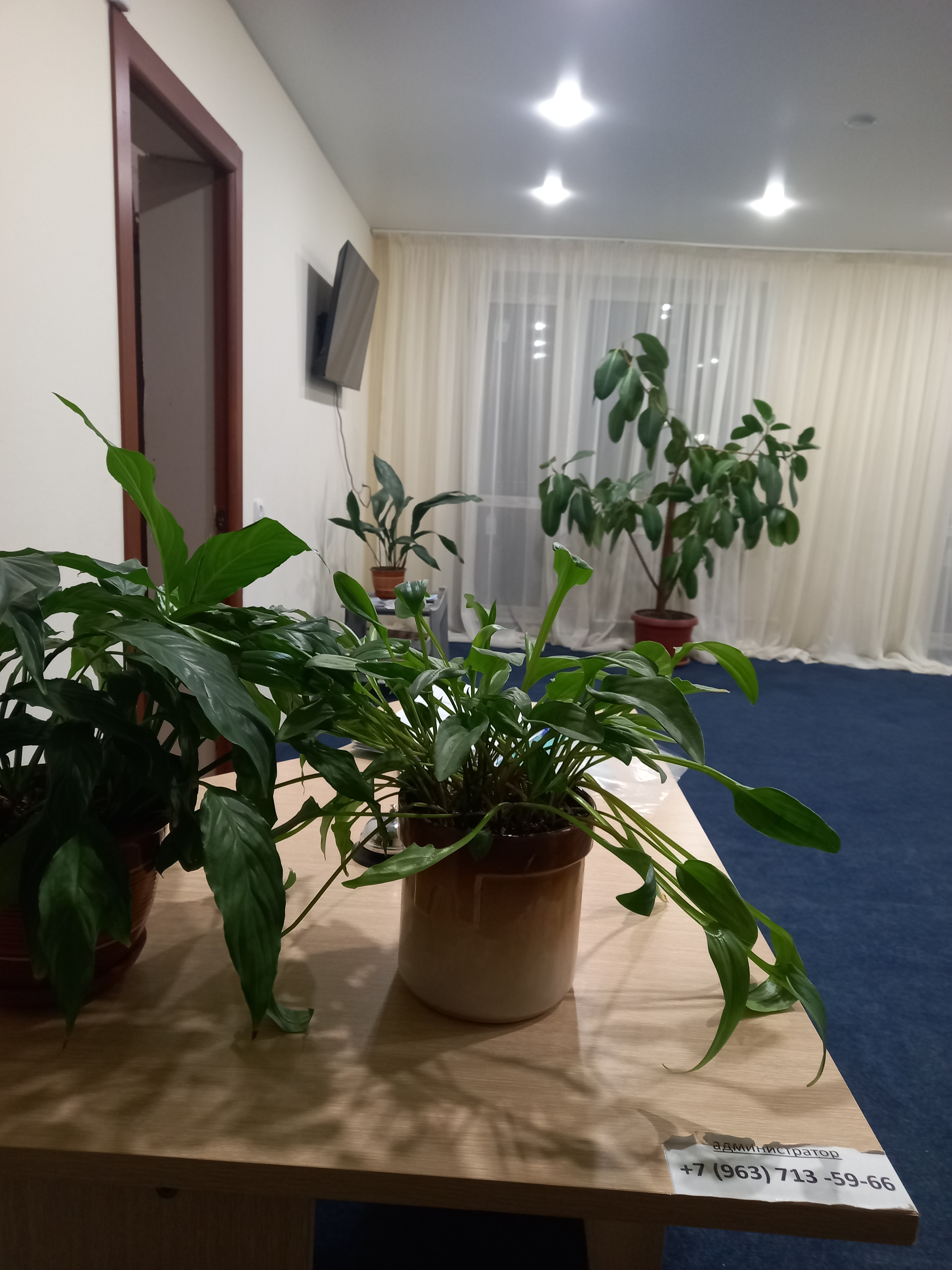 Фото Маршал