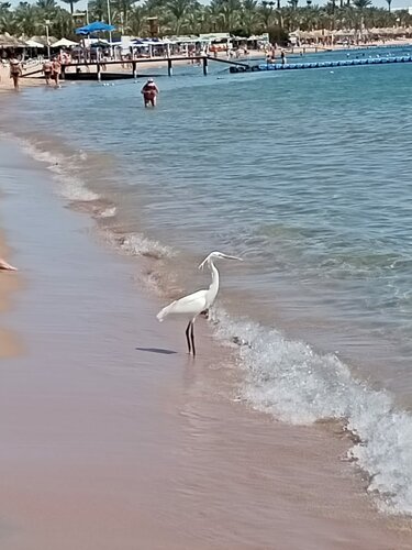 Внешний вид отеля Falcon Naama Star в Шарме эше Шейхе, фото 3