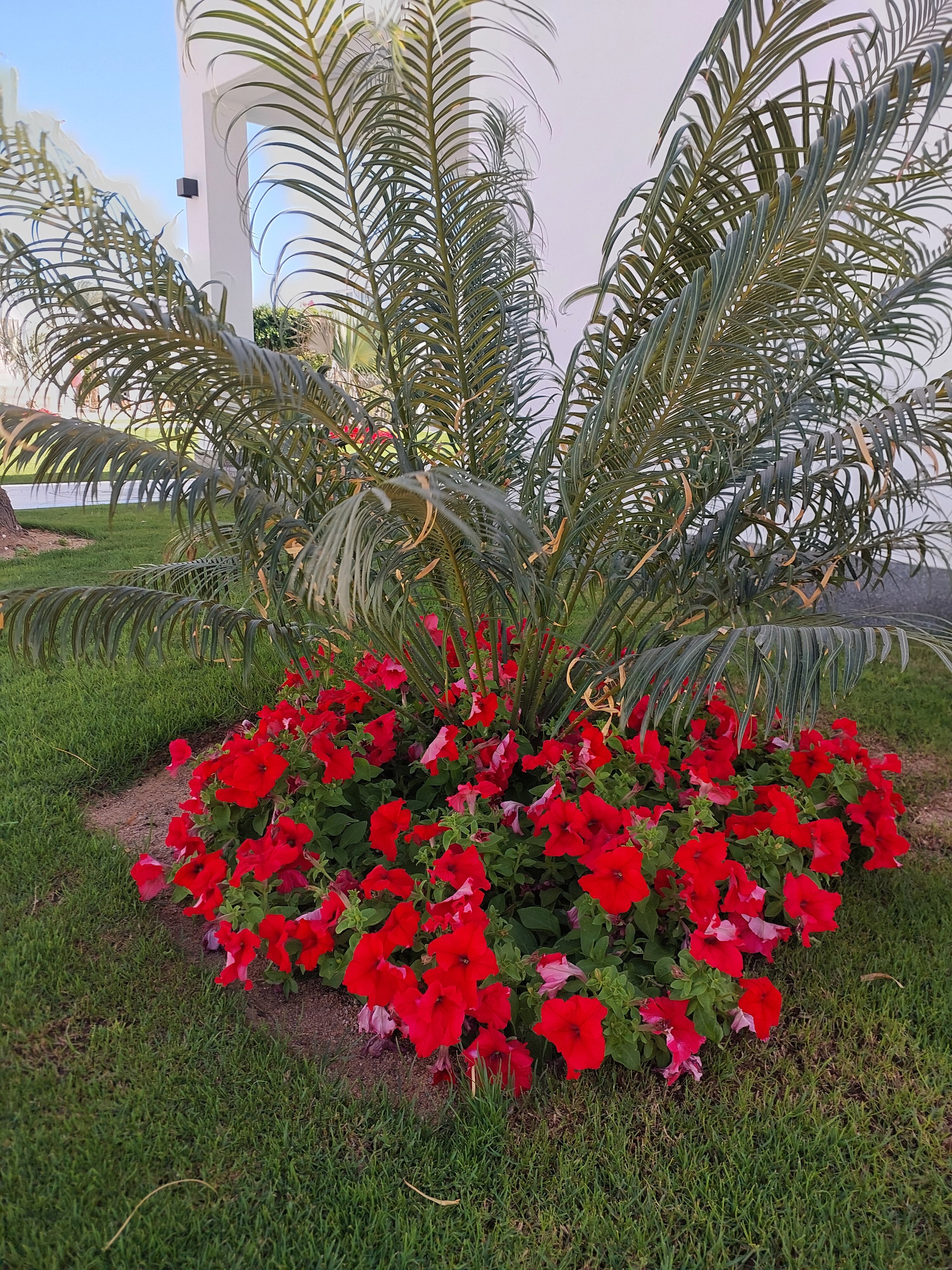 Фото Maritim Jolie Ville Resort & Casino Sharm El Sheikh