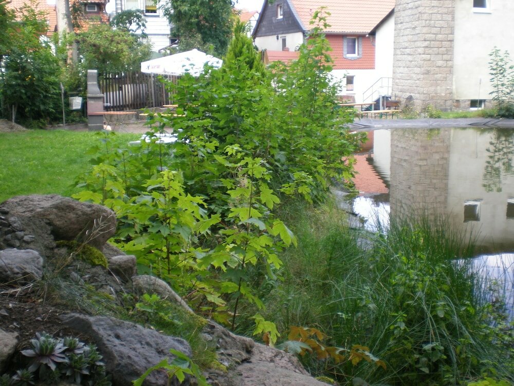 Фото Altstadthotel Ilsenburg