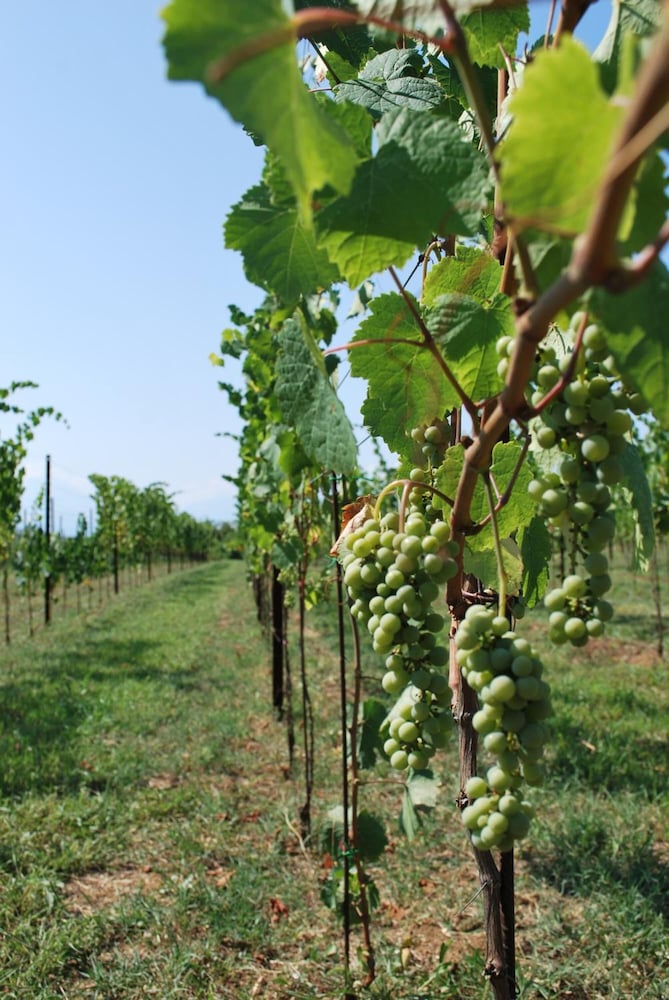 Фото Agriturismo Le Magnolie