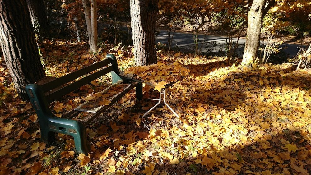 Фото Pension Maple Leaf