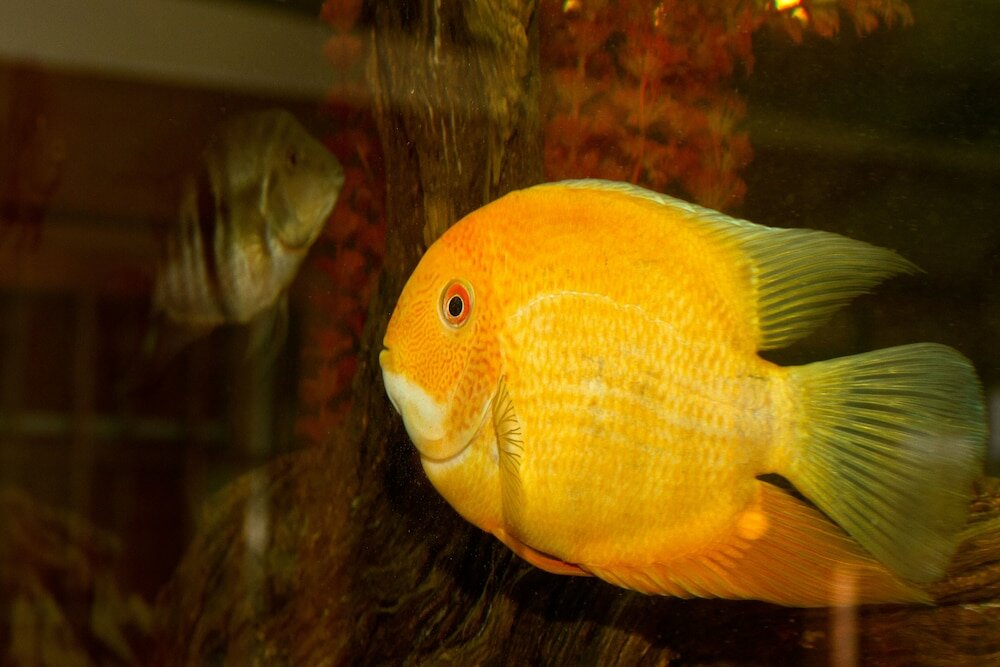 Фото Casa Forno Country Hotel