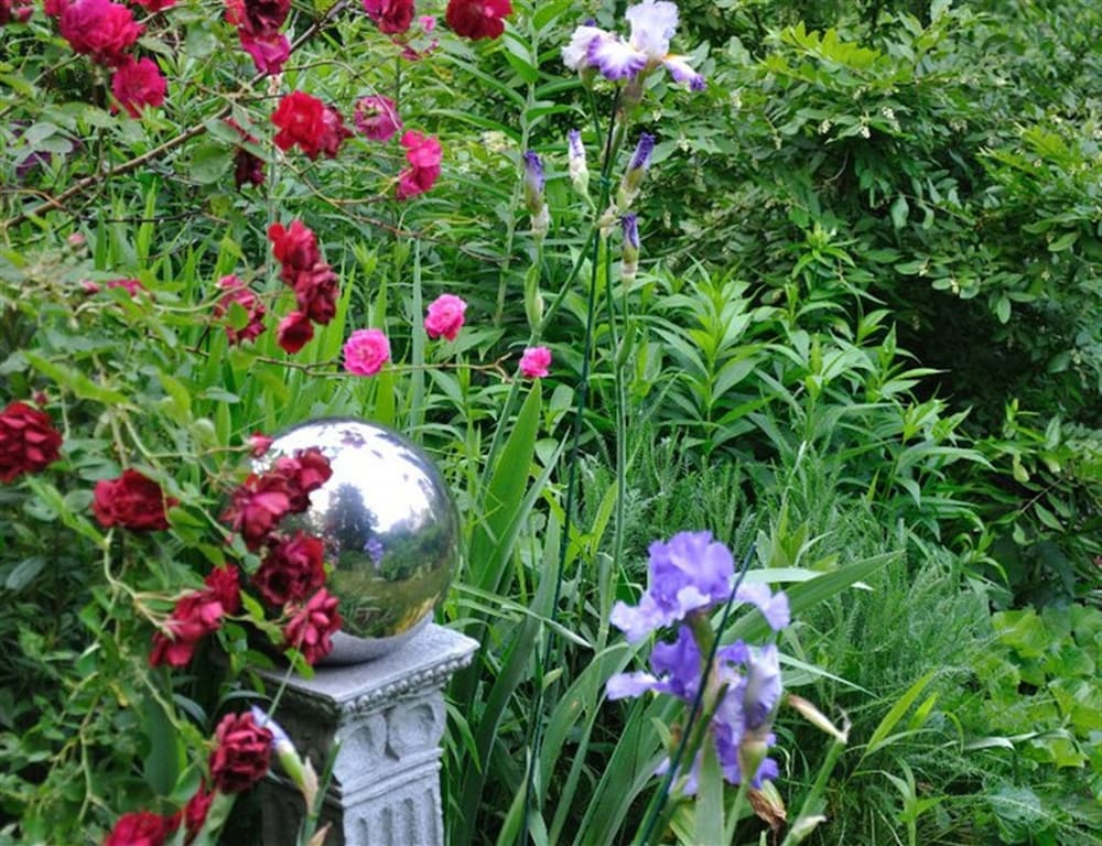 Фото Wild Wisteria