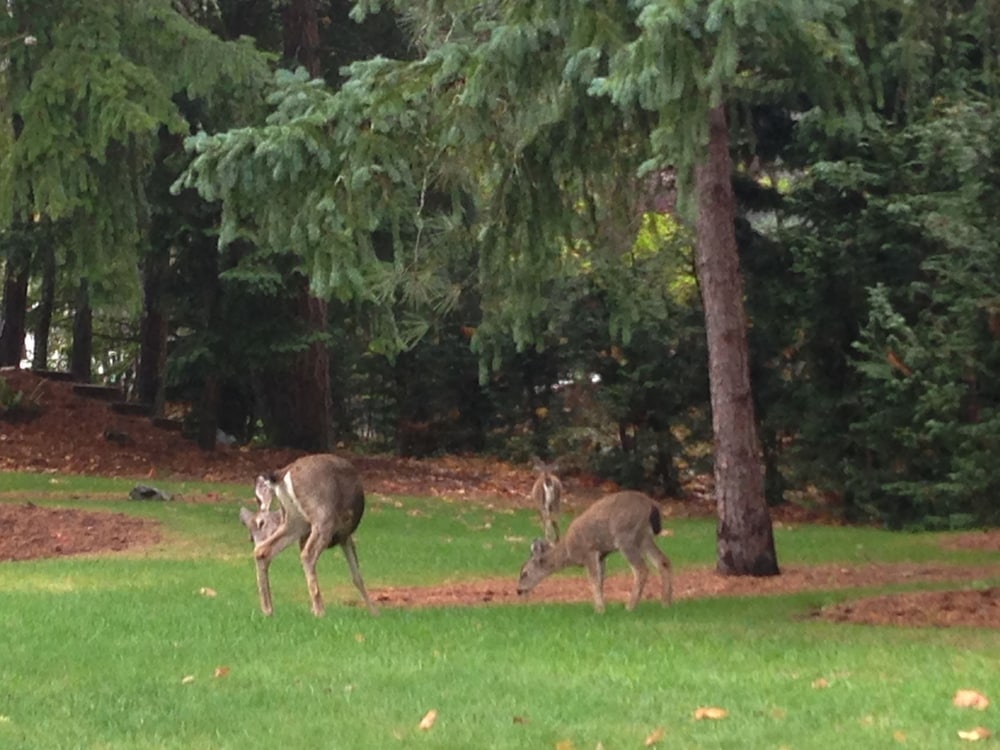 Фото Maple View Bed and Breakfast