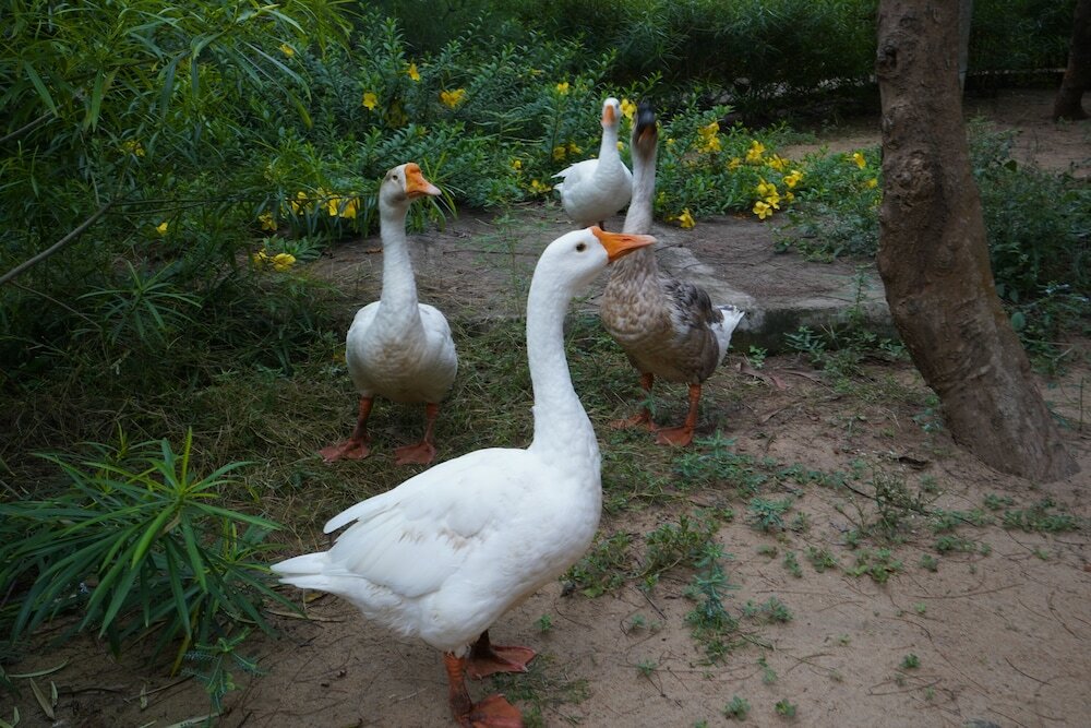 Фото Lotus Resort Konark