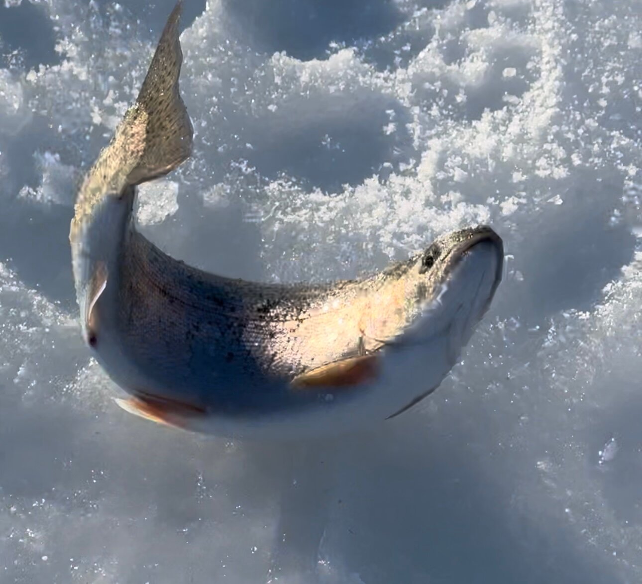 Фото ПроЛосось