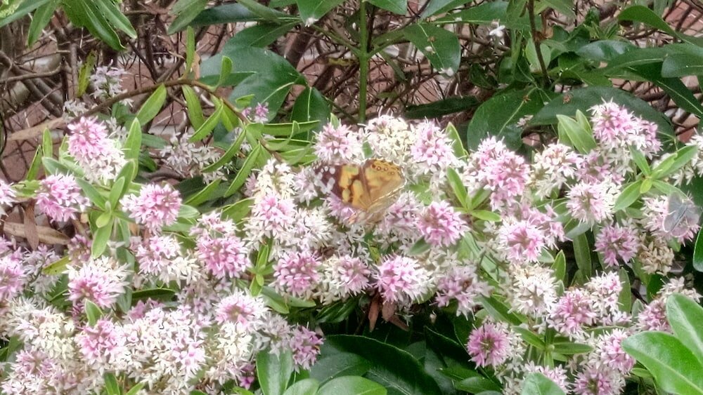 Фото Bethany Manor Bed & Breakfast