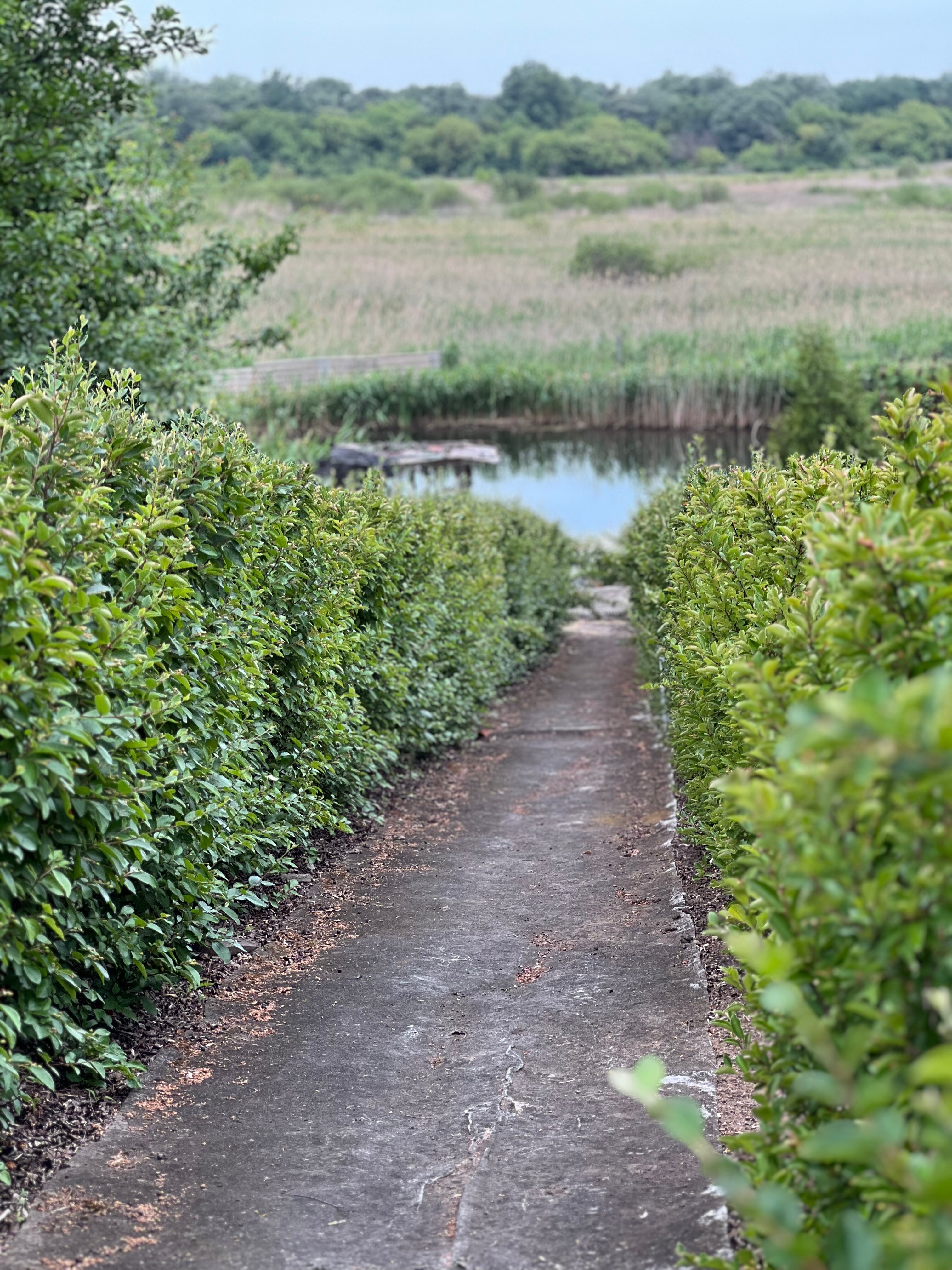 Фото Ивушка