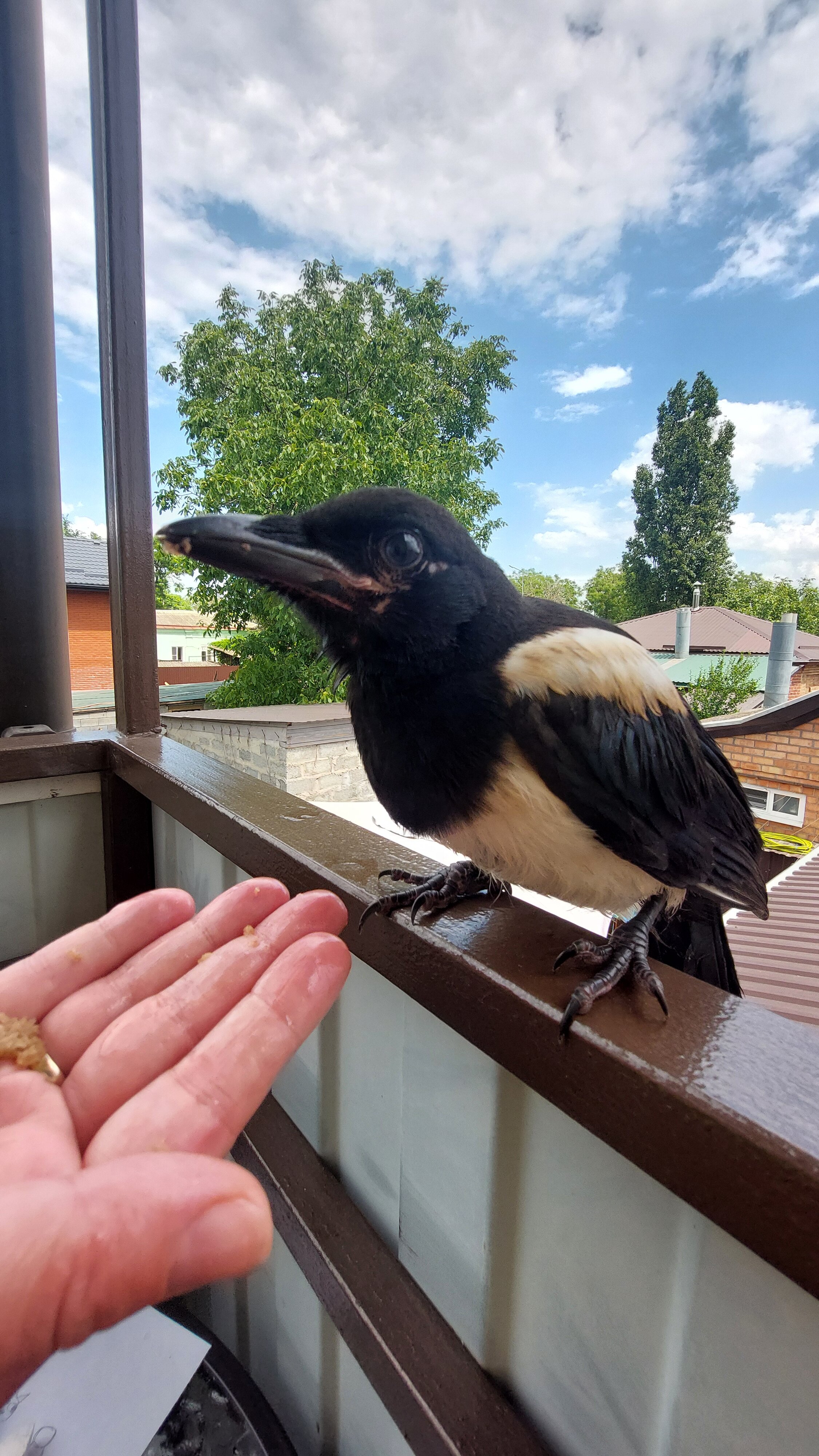 Фото Добрый Дом