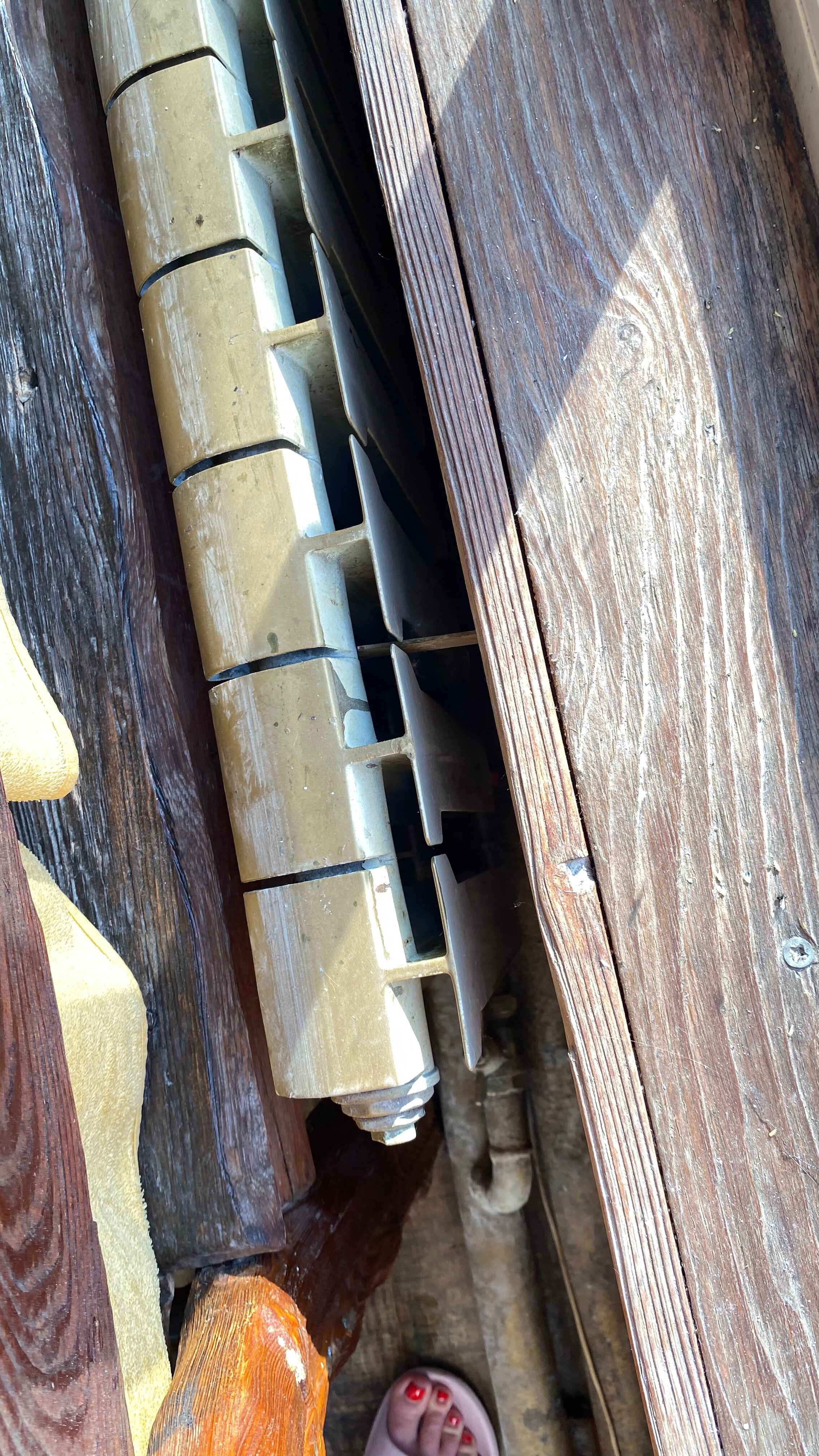 Фото Золотое крыло