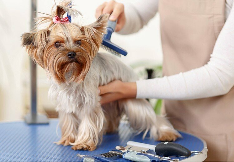 Pet salon The Groomer Pet Salon & SPA, Abu Dhabi, photo