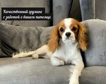 Barberdog (Maksima Gorkogo Street, 45), salón de mascota, peluquería de animales