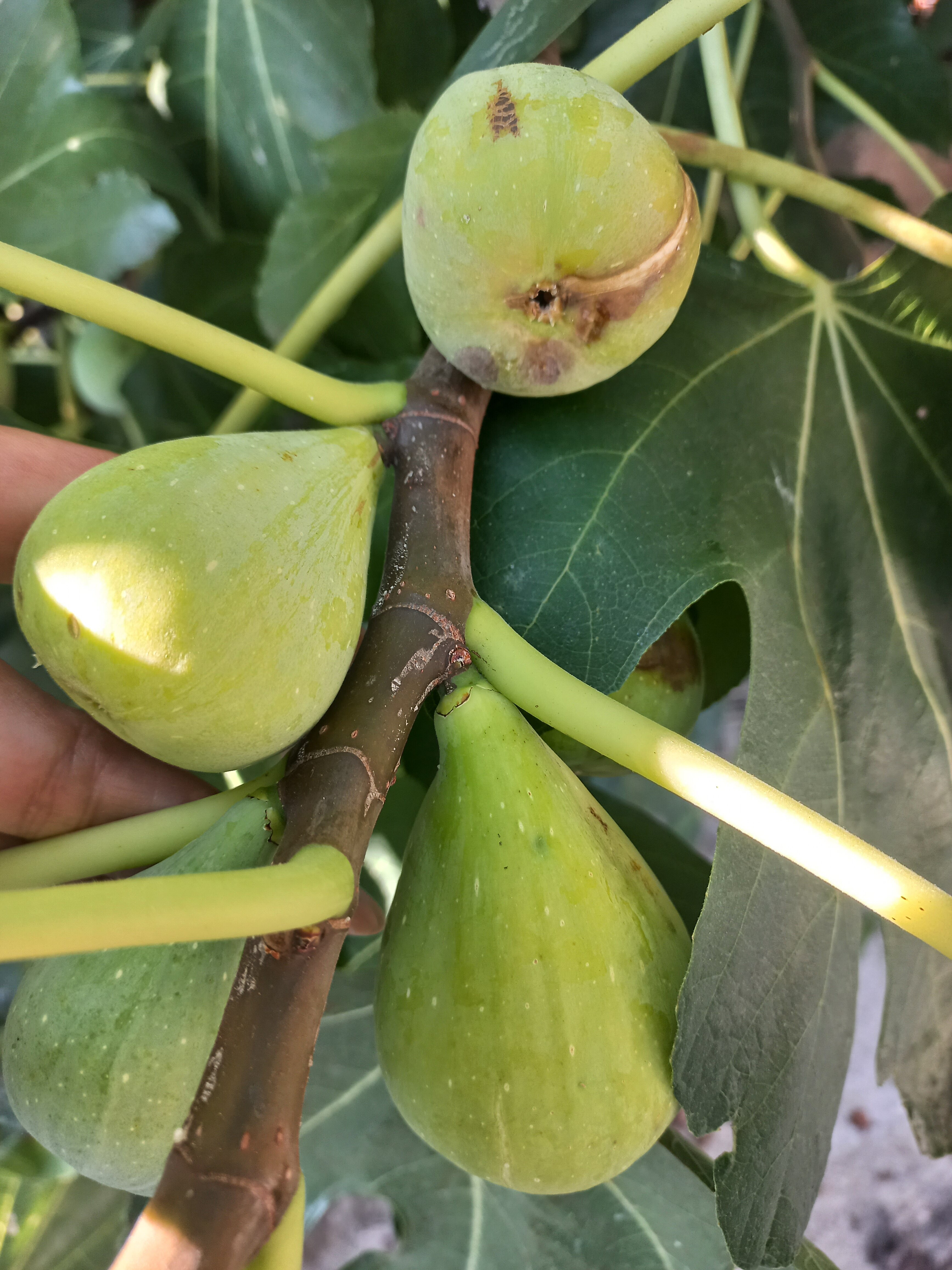 Фото Лазурный