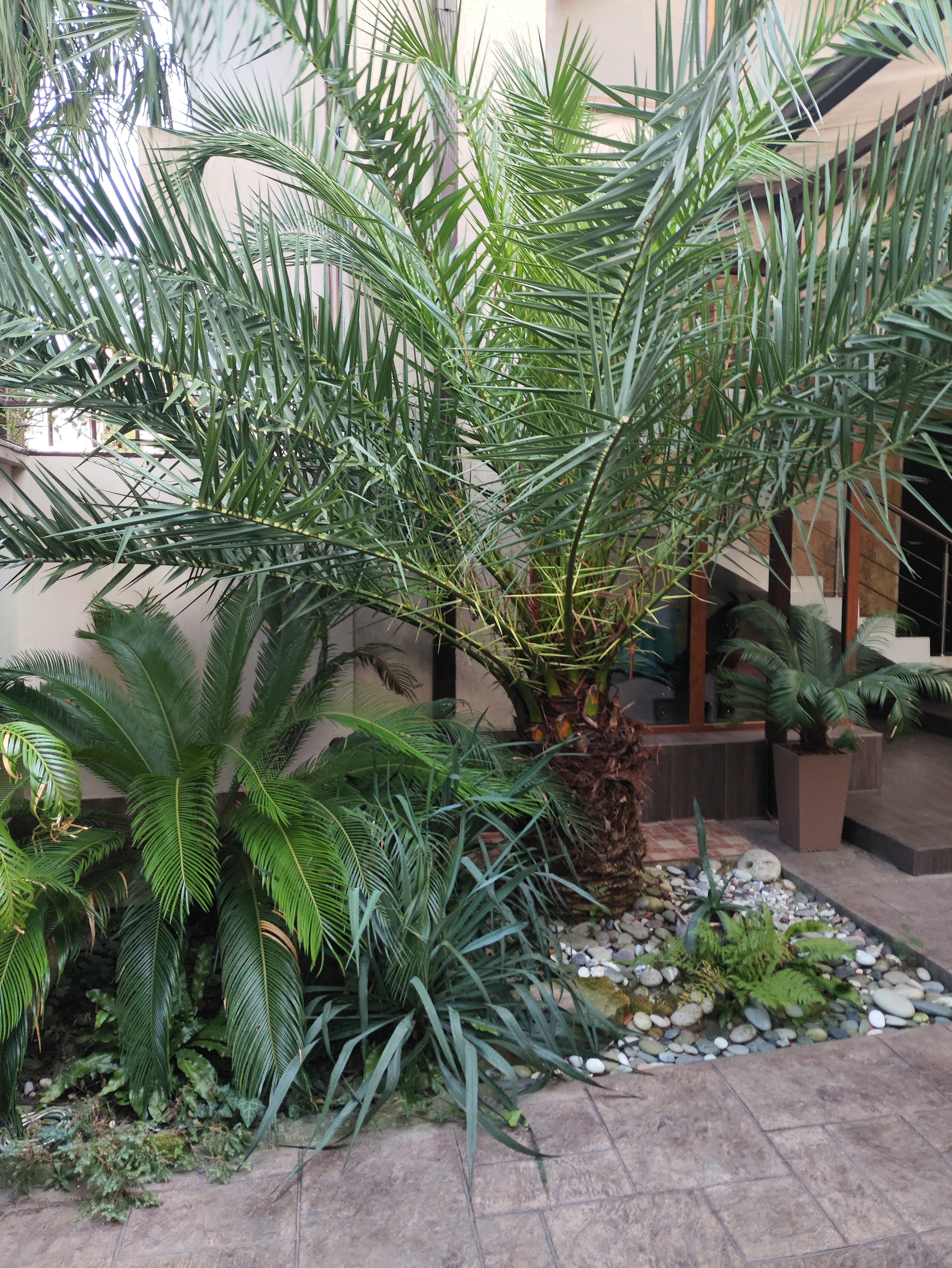 Фото Сапфир