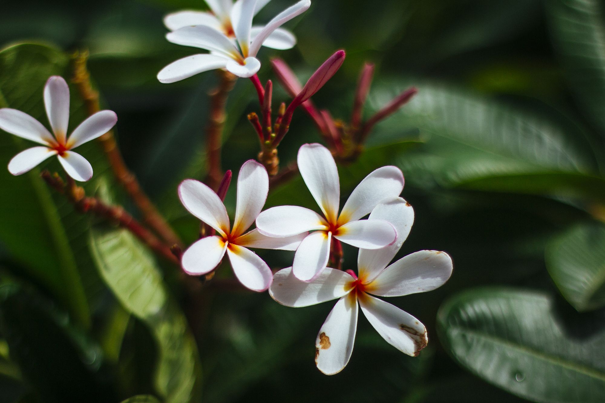 Фото Viangdara Chiang Mai