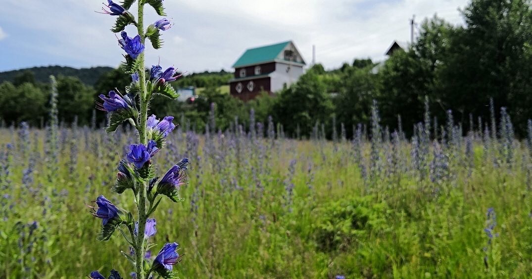 Фото Широкий дол