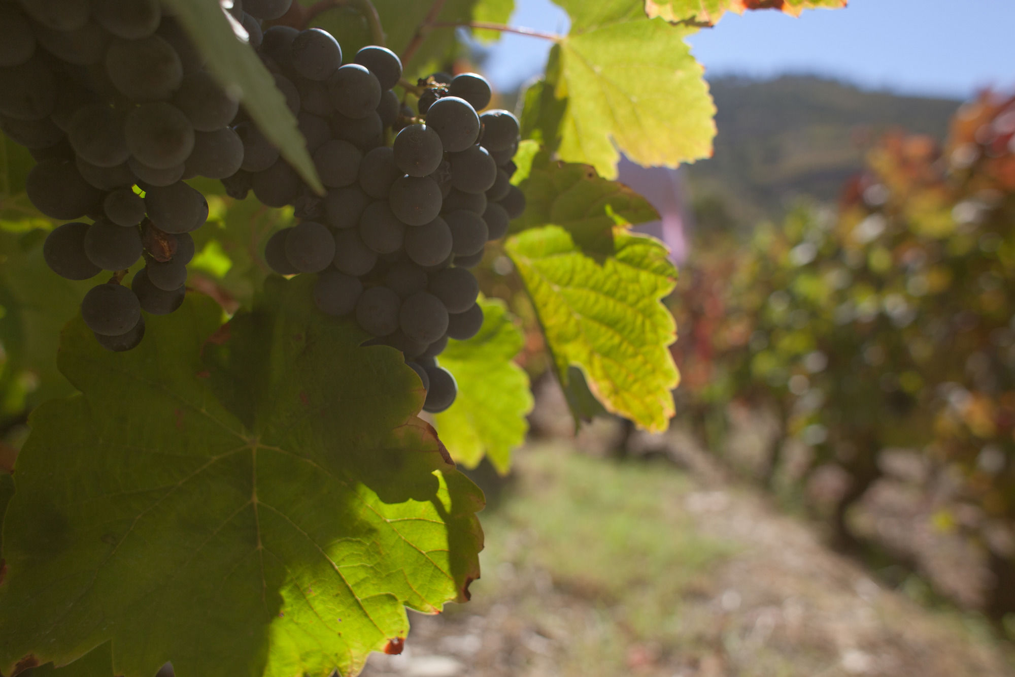 Фото Hotel Rural Quinta do Silval