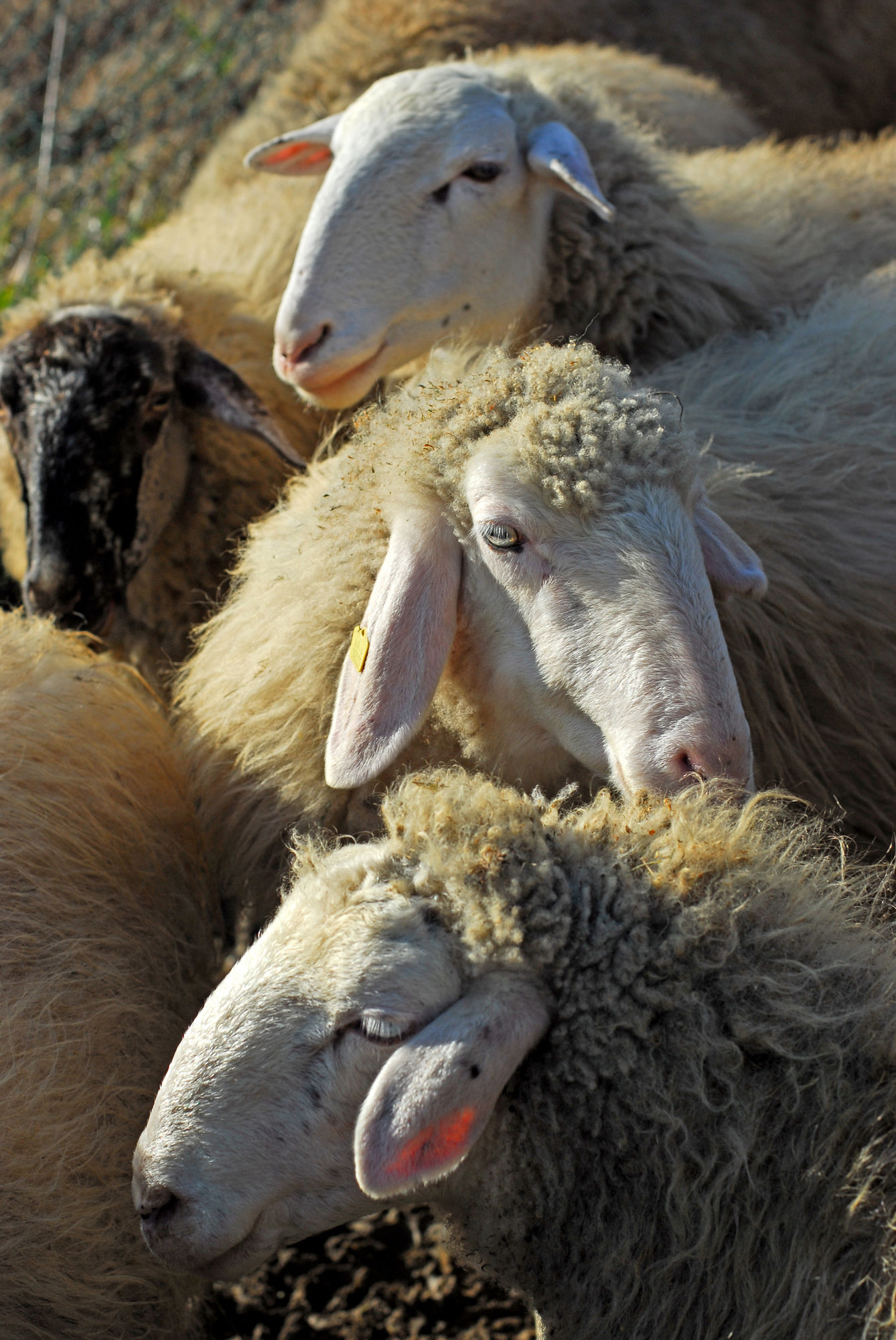 Фото Relais Parco Fiorito & SPA - Agriturismo, Ristorante e Fattoria Didattica