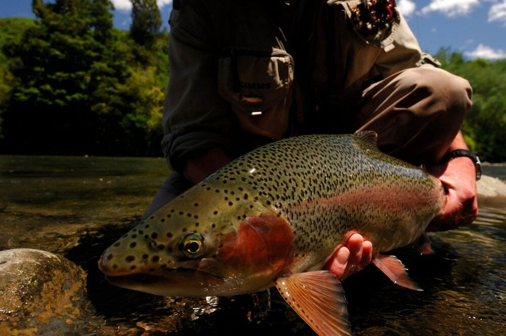Фото Tongariro Lodge
