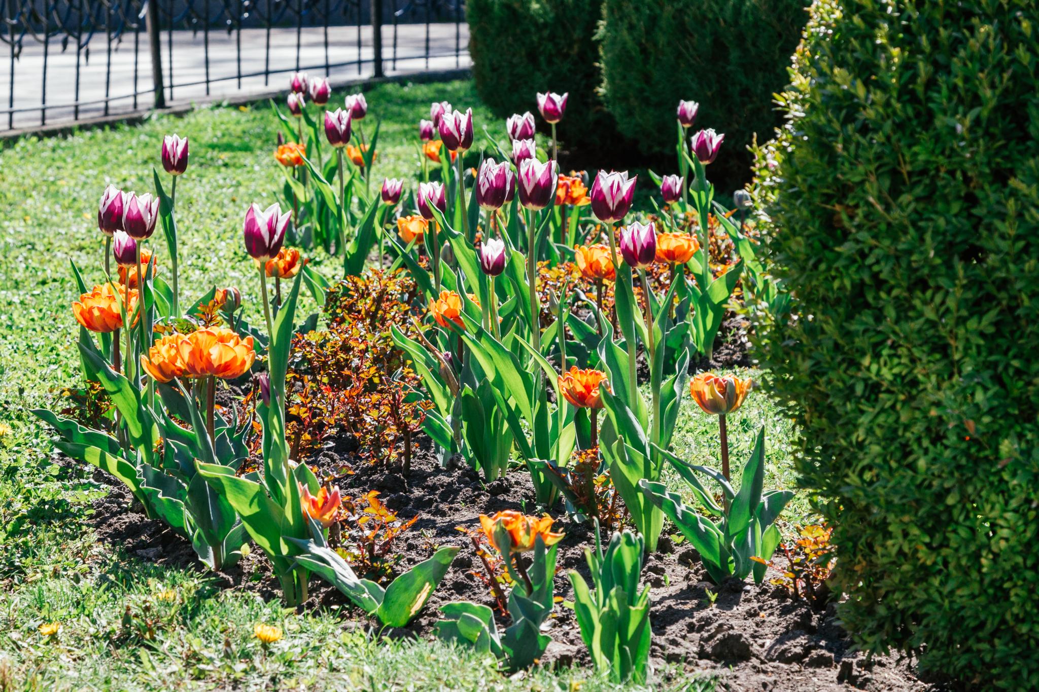 Фото Лесная поляна